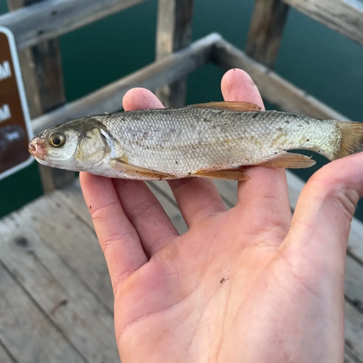 The most recent Mountain whitefish catches on Fishbrain