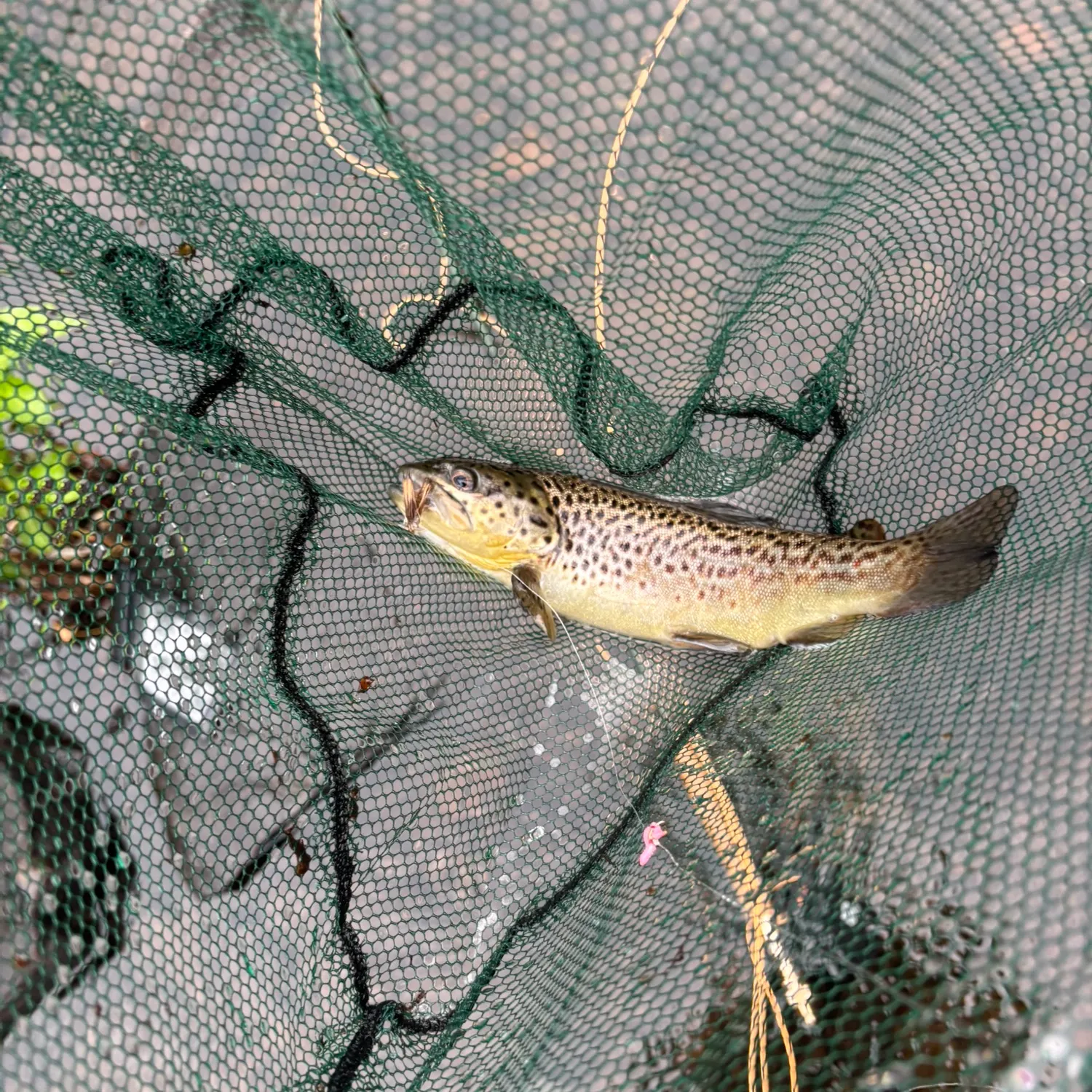 The most recent Lake trout catches on Fishbrain