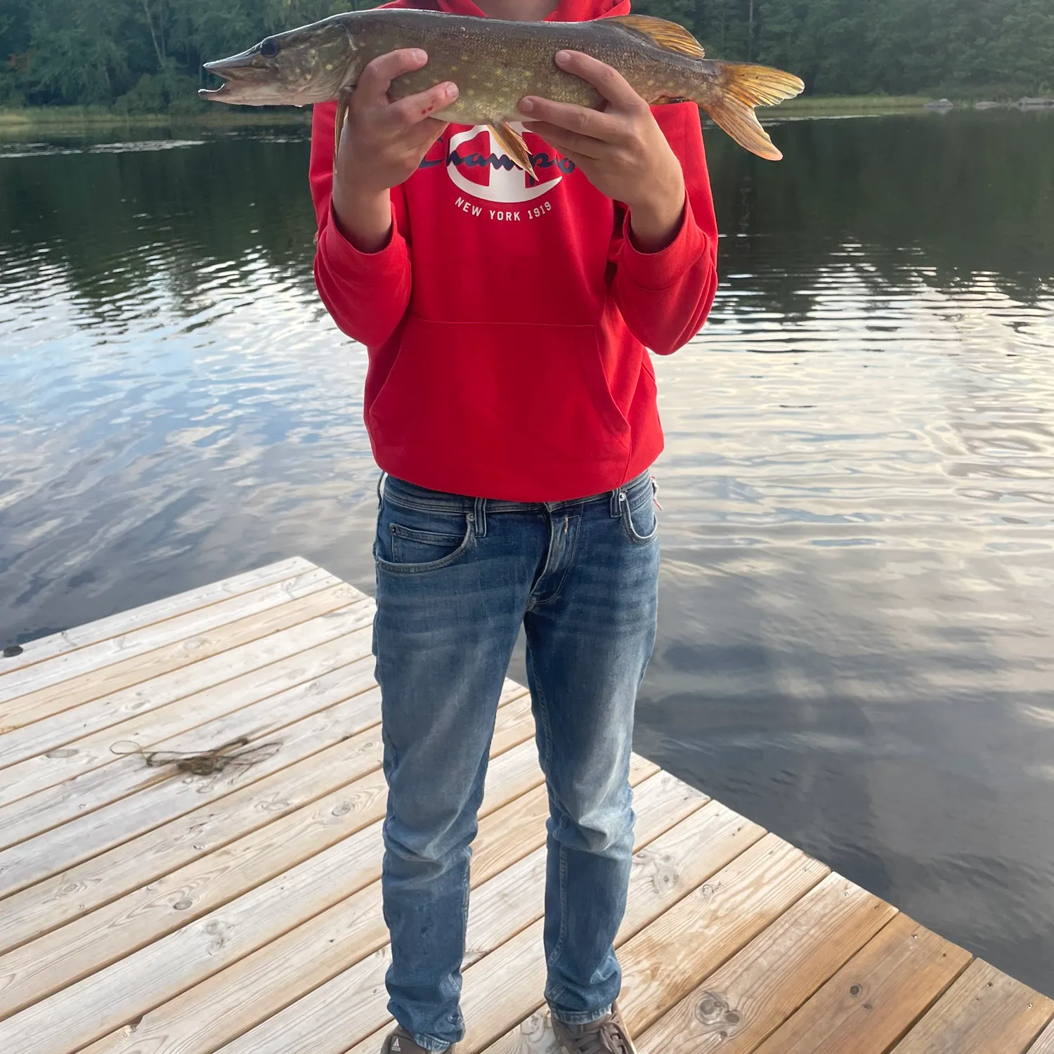 Northern pike caught on Fishbrain
