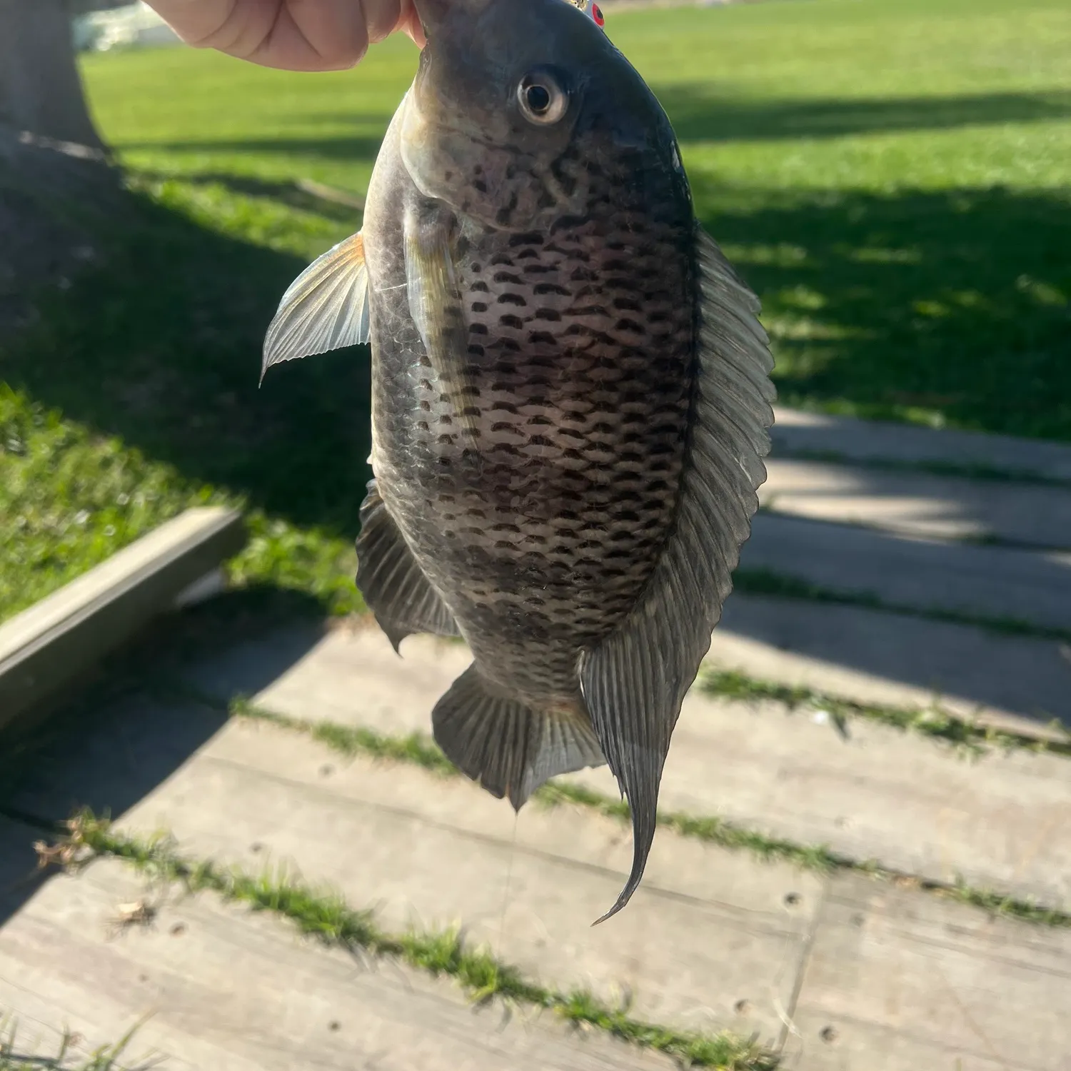 The most recent Redbreast tilapia catches on Fishbrain