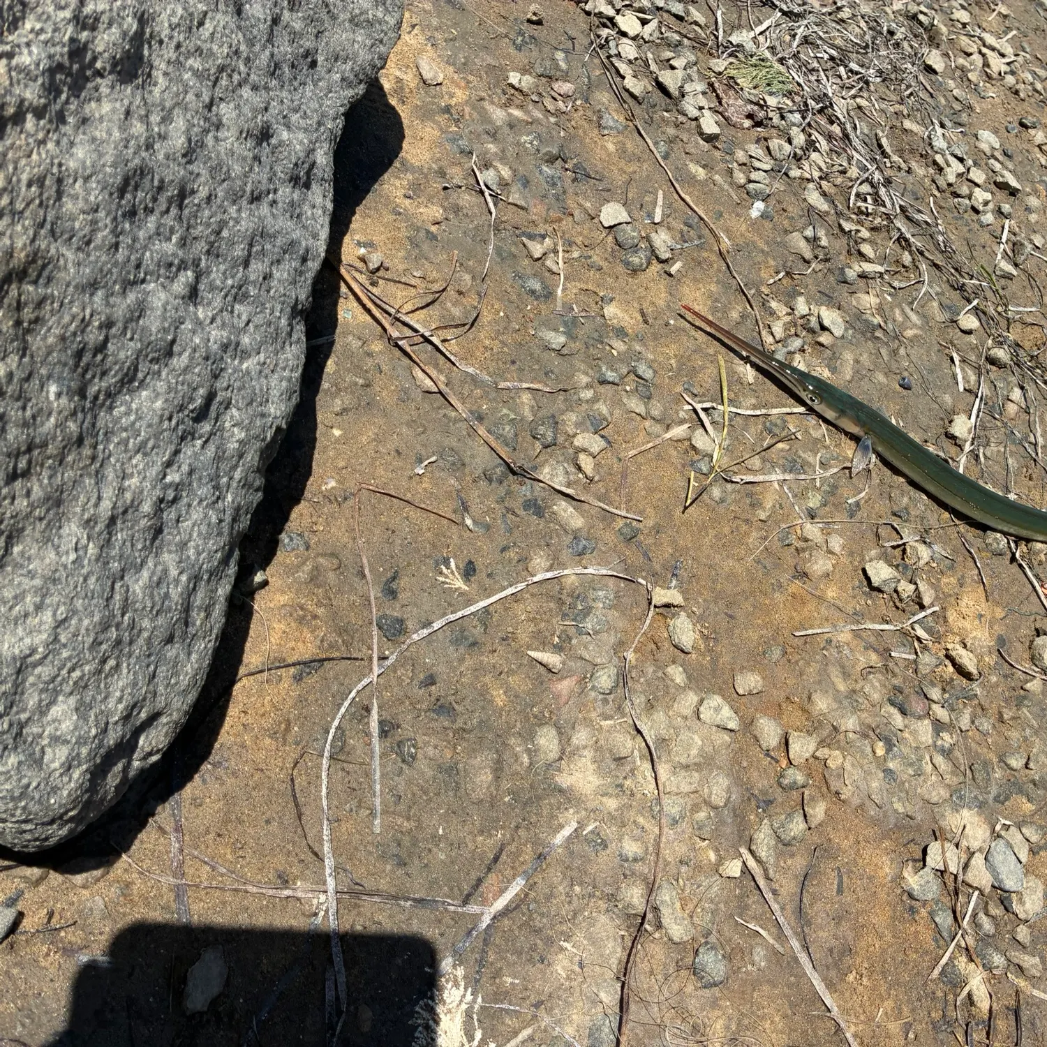 The most recent California needlefish catches on Fishbrain