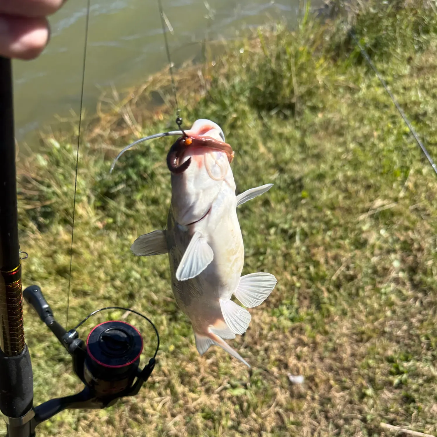 Blue catfish caught on Fishbrain