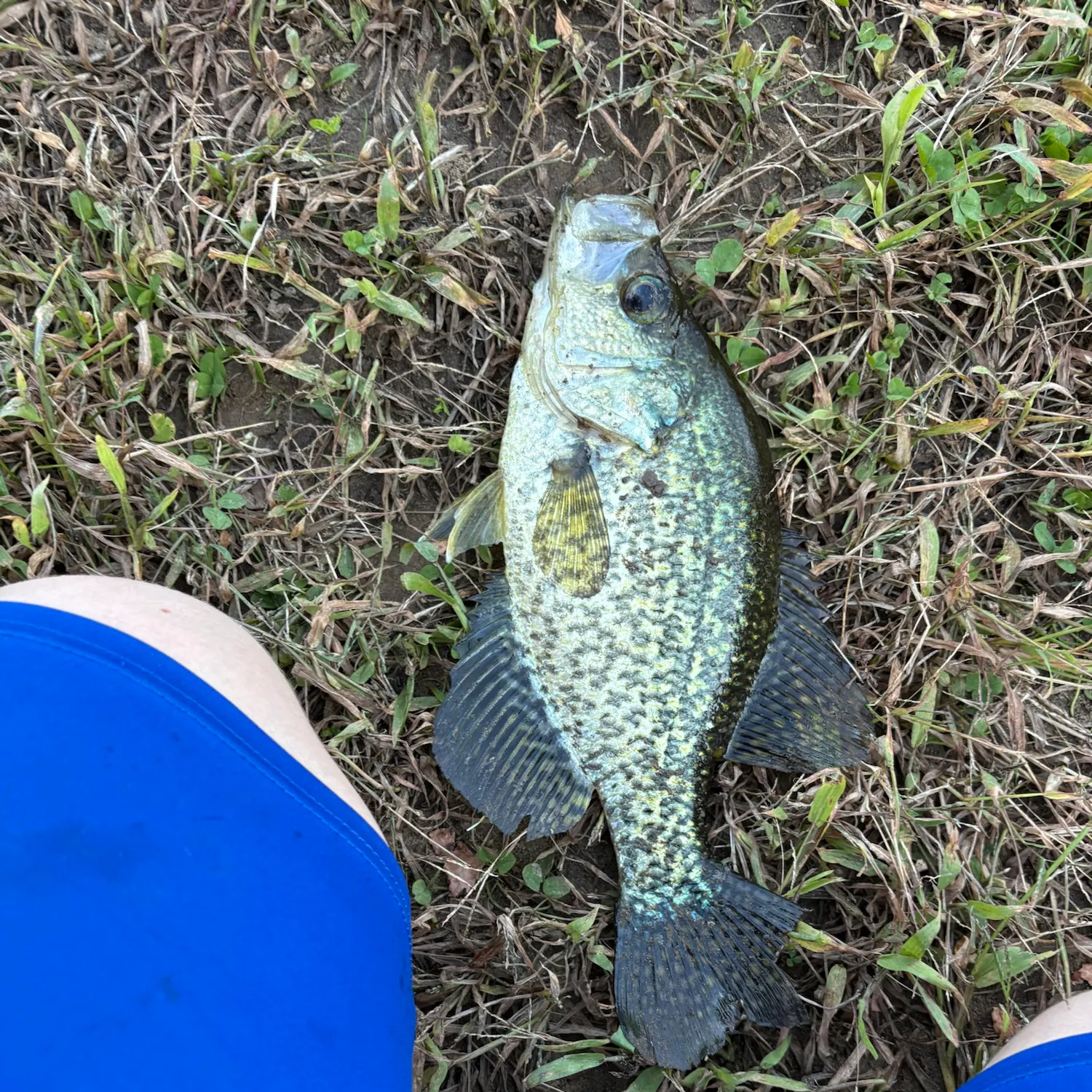 Black crappie caught on Fishbrain