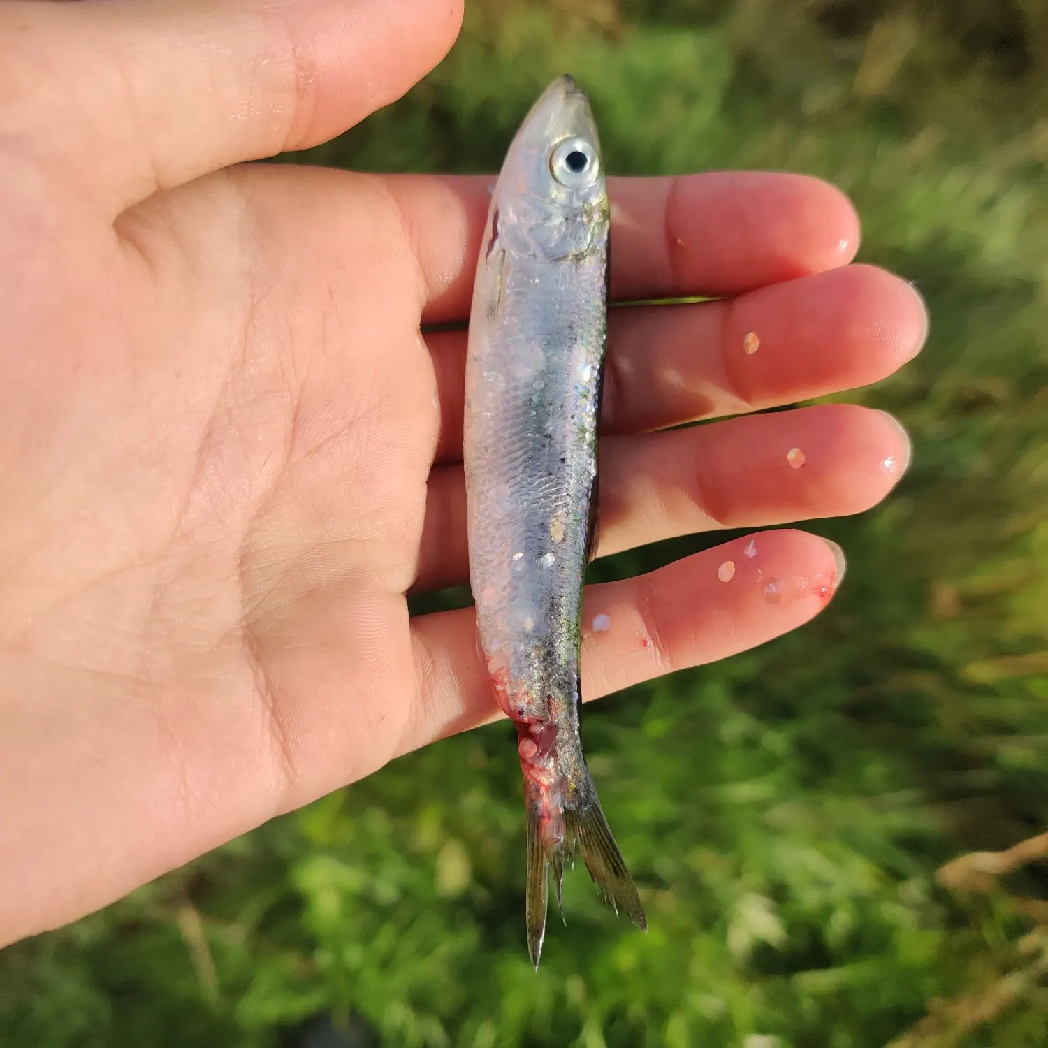 Atlantic herring caught on Fishbrain