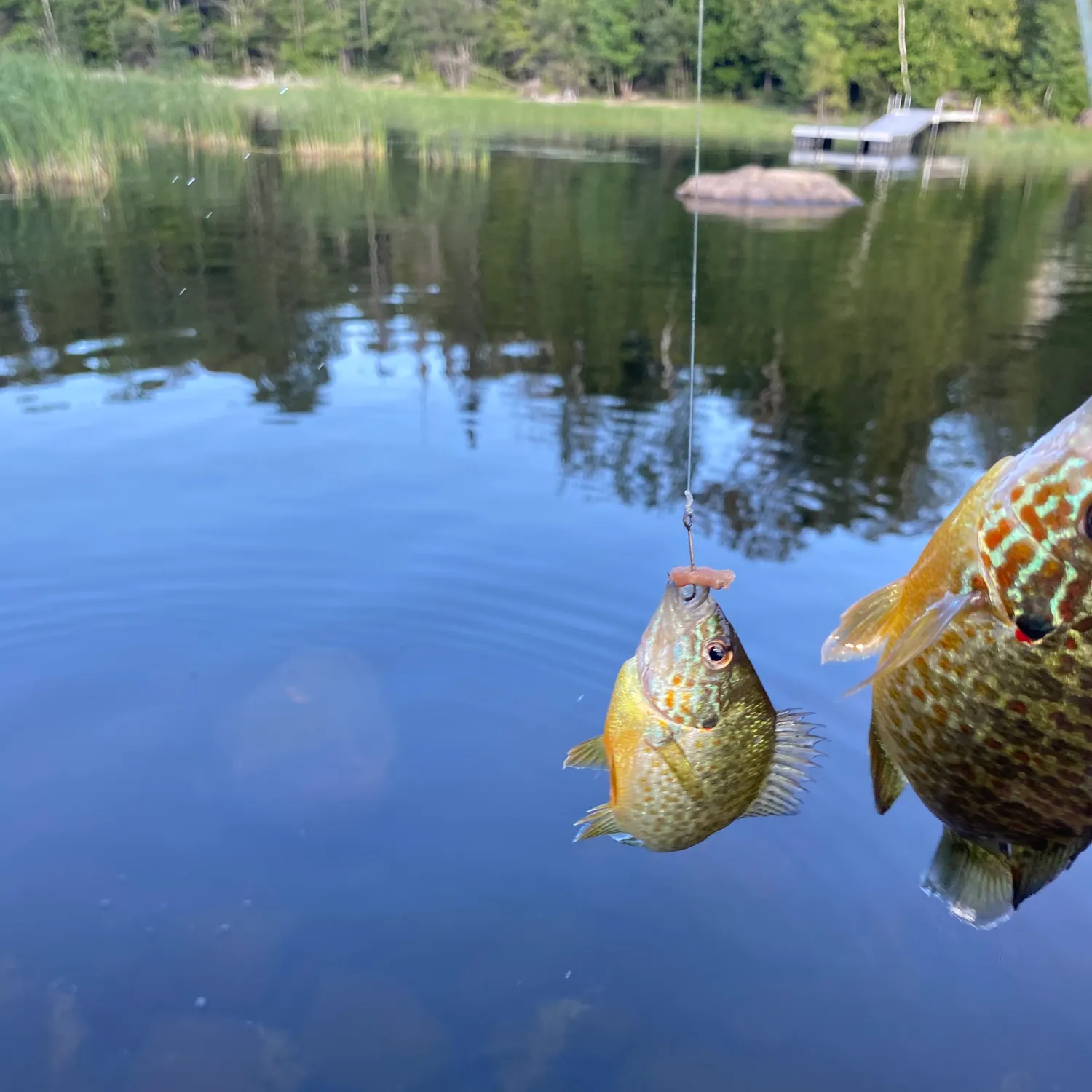 Pumpkinseed caught on Fishbrain