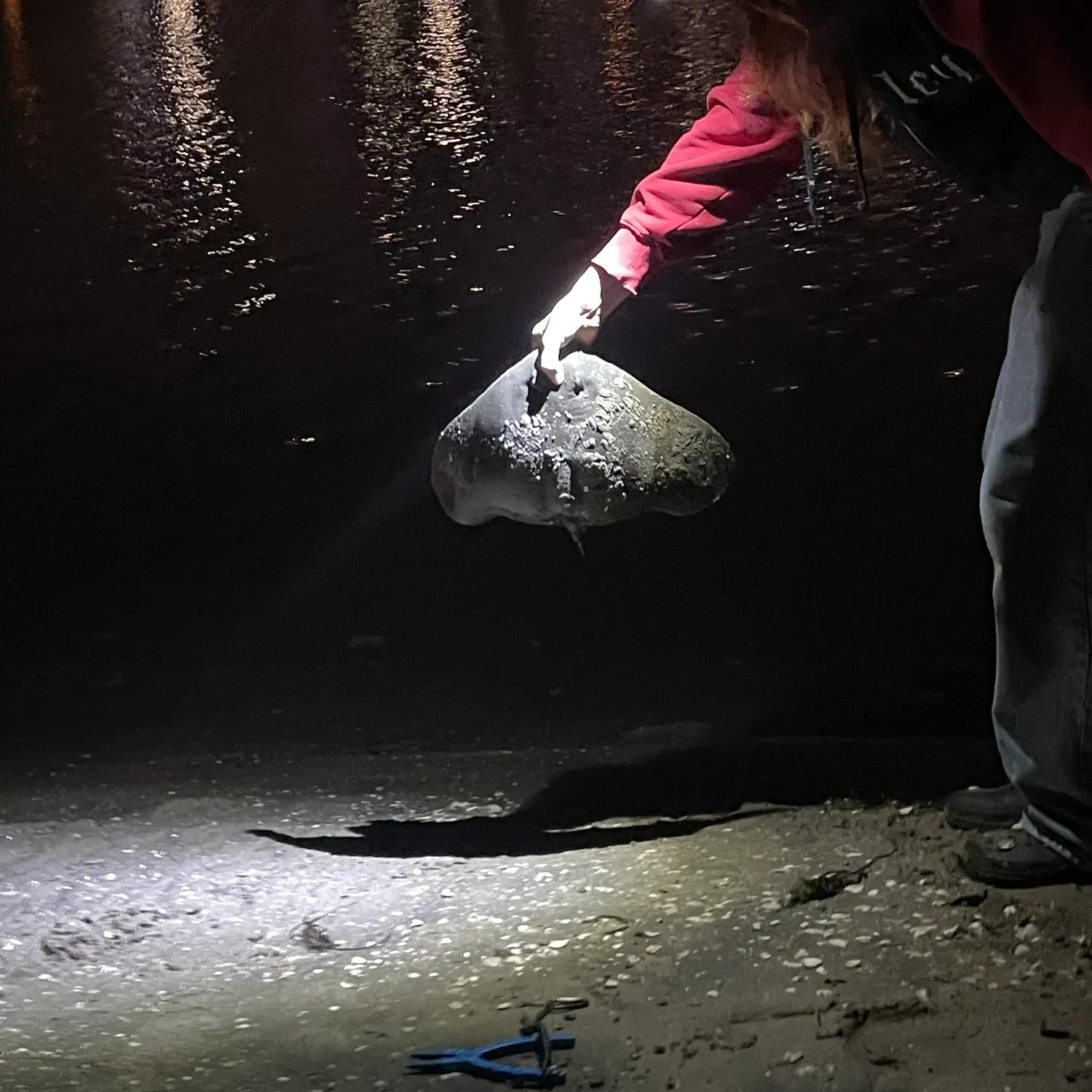 The most recent Spiny butterfly ray catches on Fishbrain