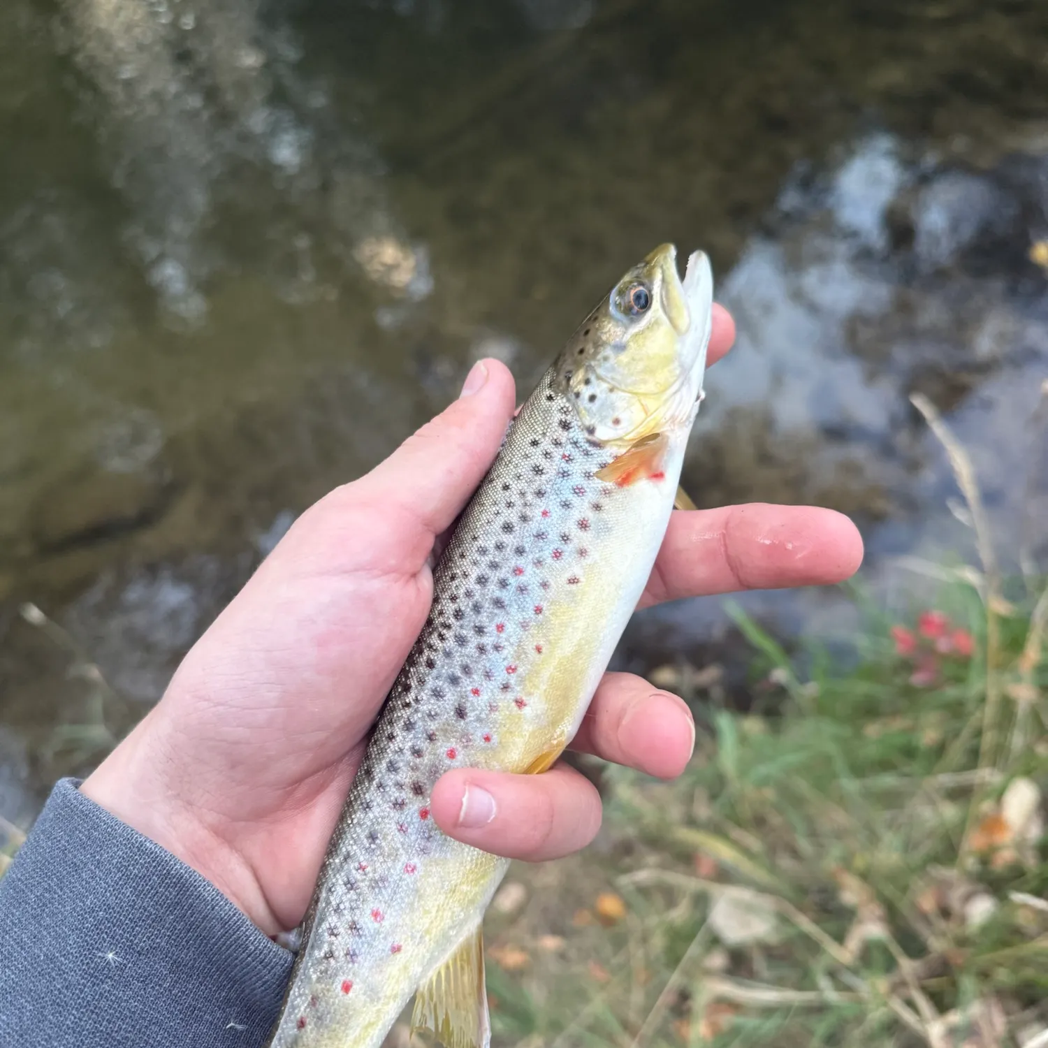 Brown trout caught on Fishbrain