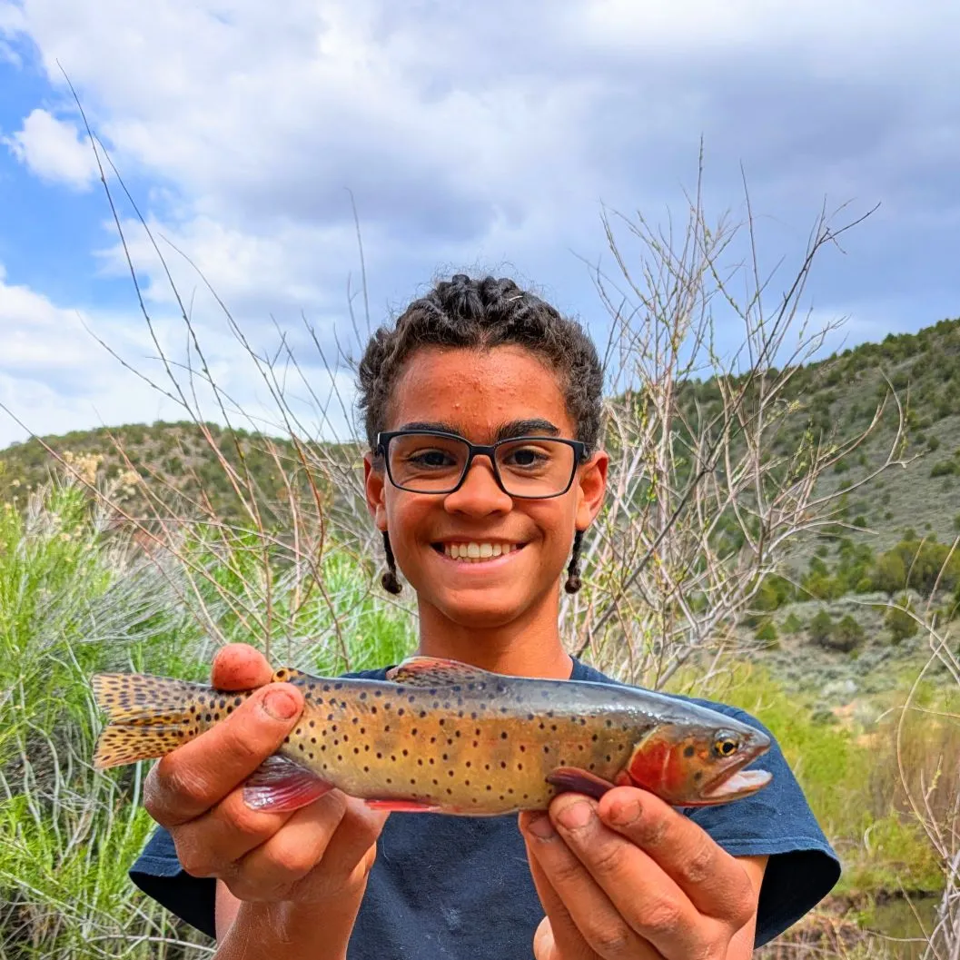 The most recent Colorado river cutthroat trout catches on Fishbrain