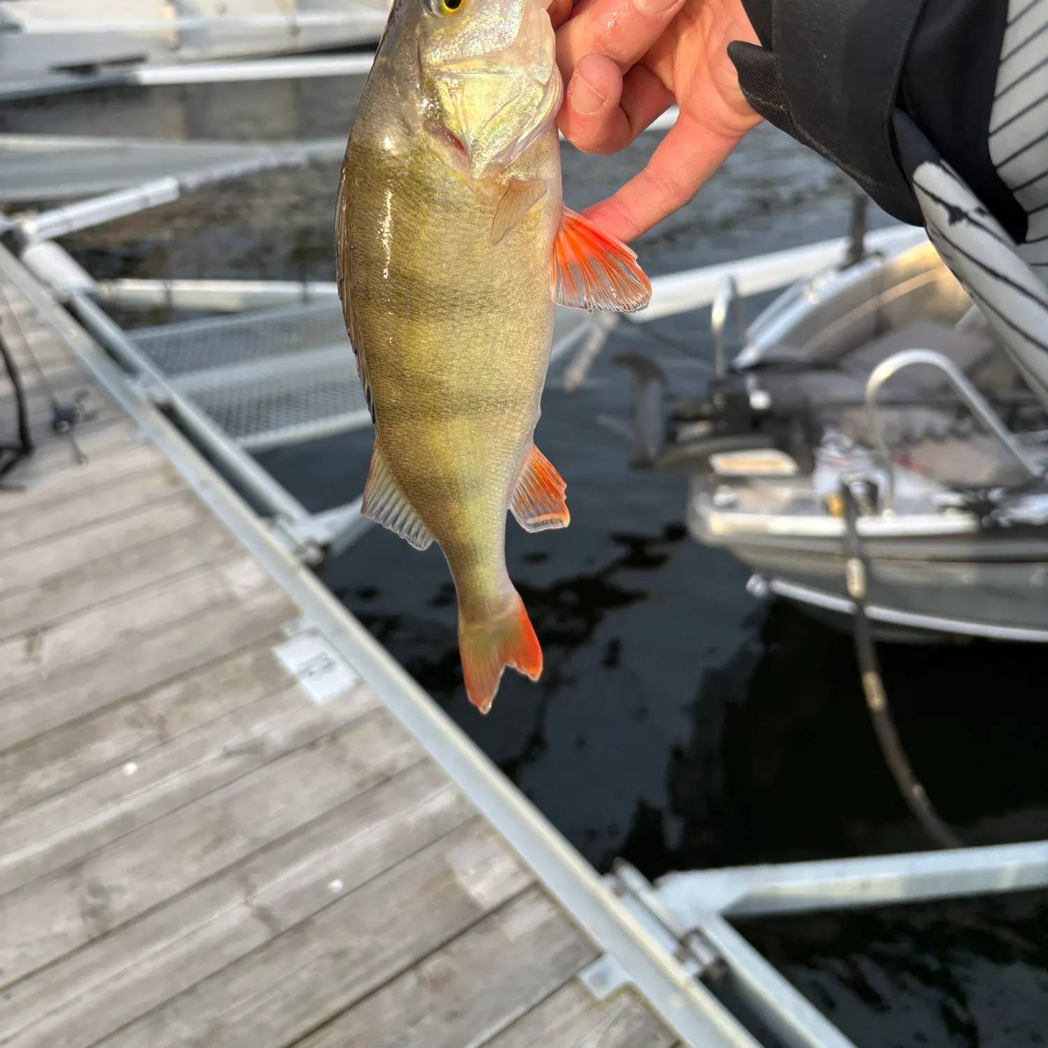 European perch caught on Fishbrain