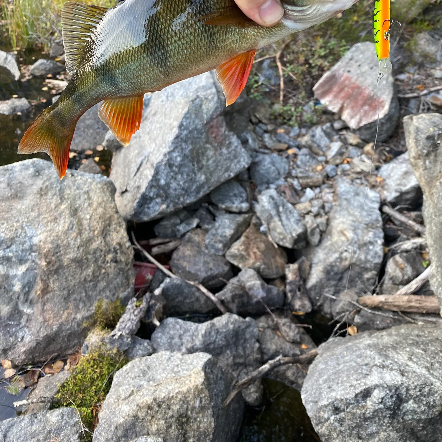 European perch caught on Fishbrain