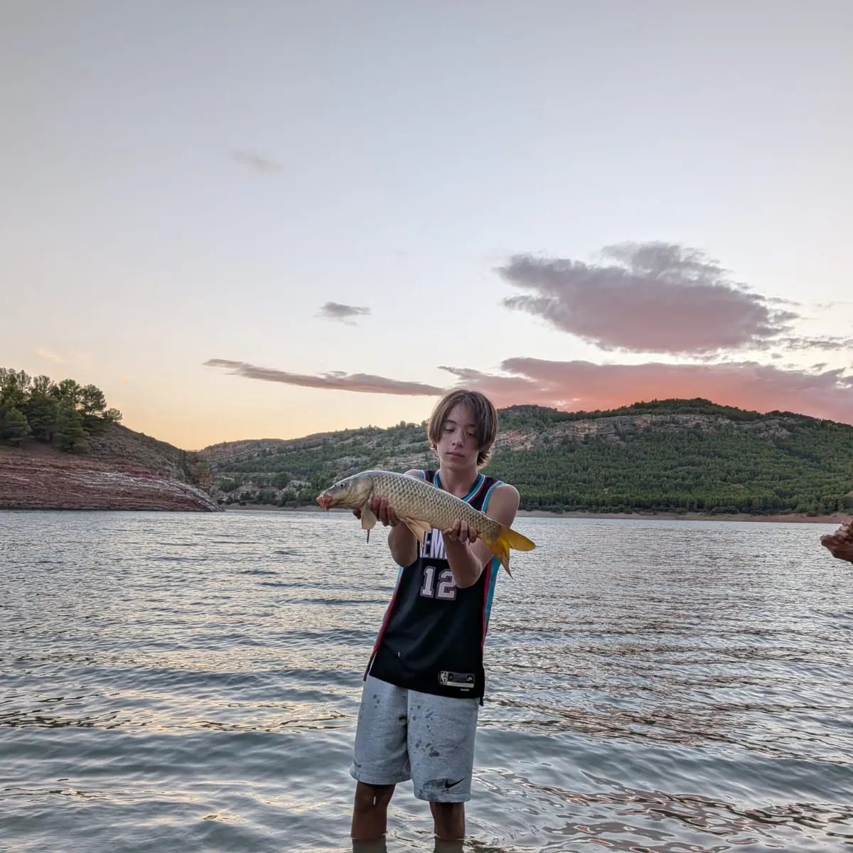 Common carp caught on Fishbrain