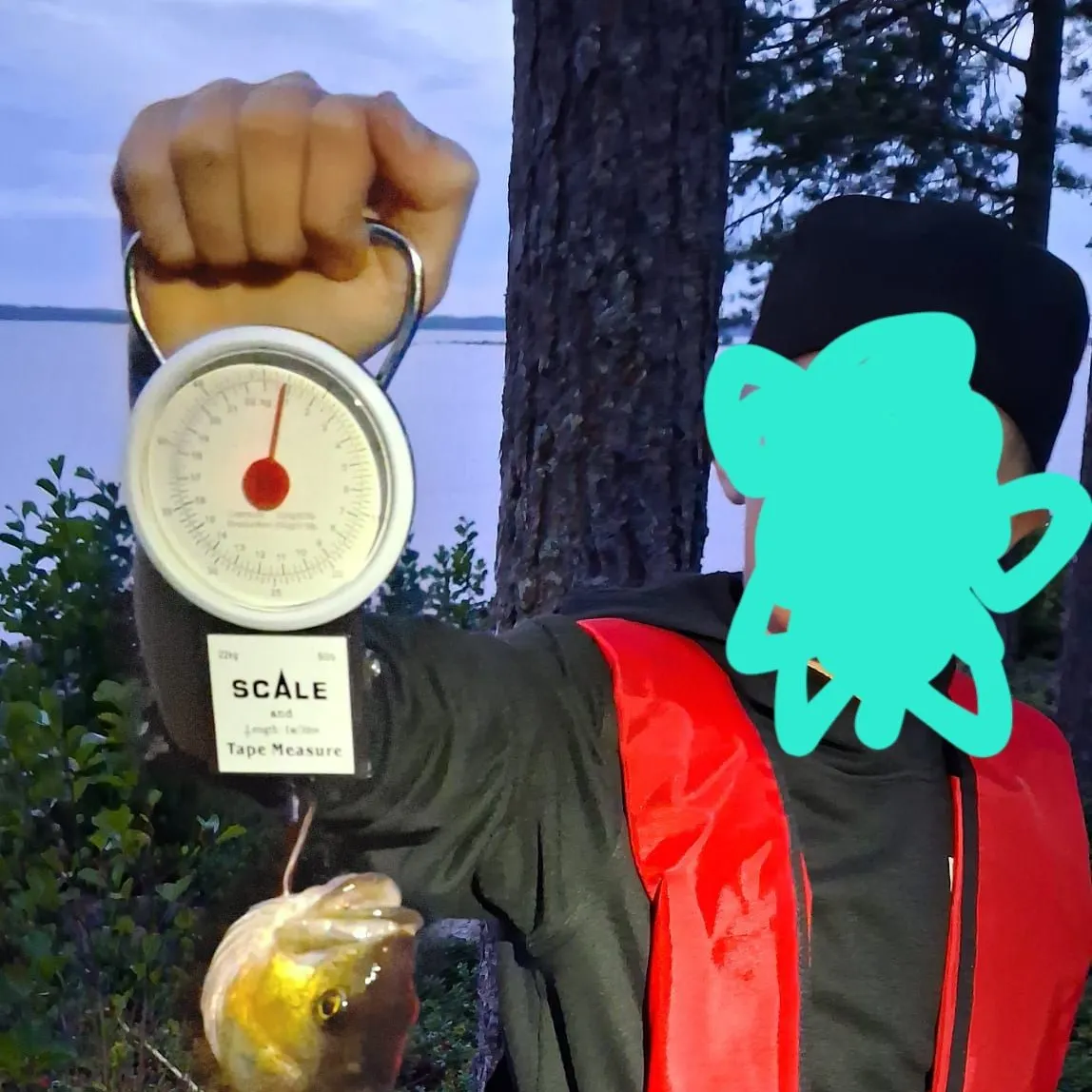 European perch caught on Fishbrain