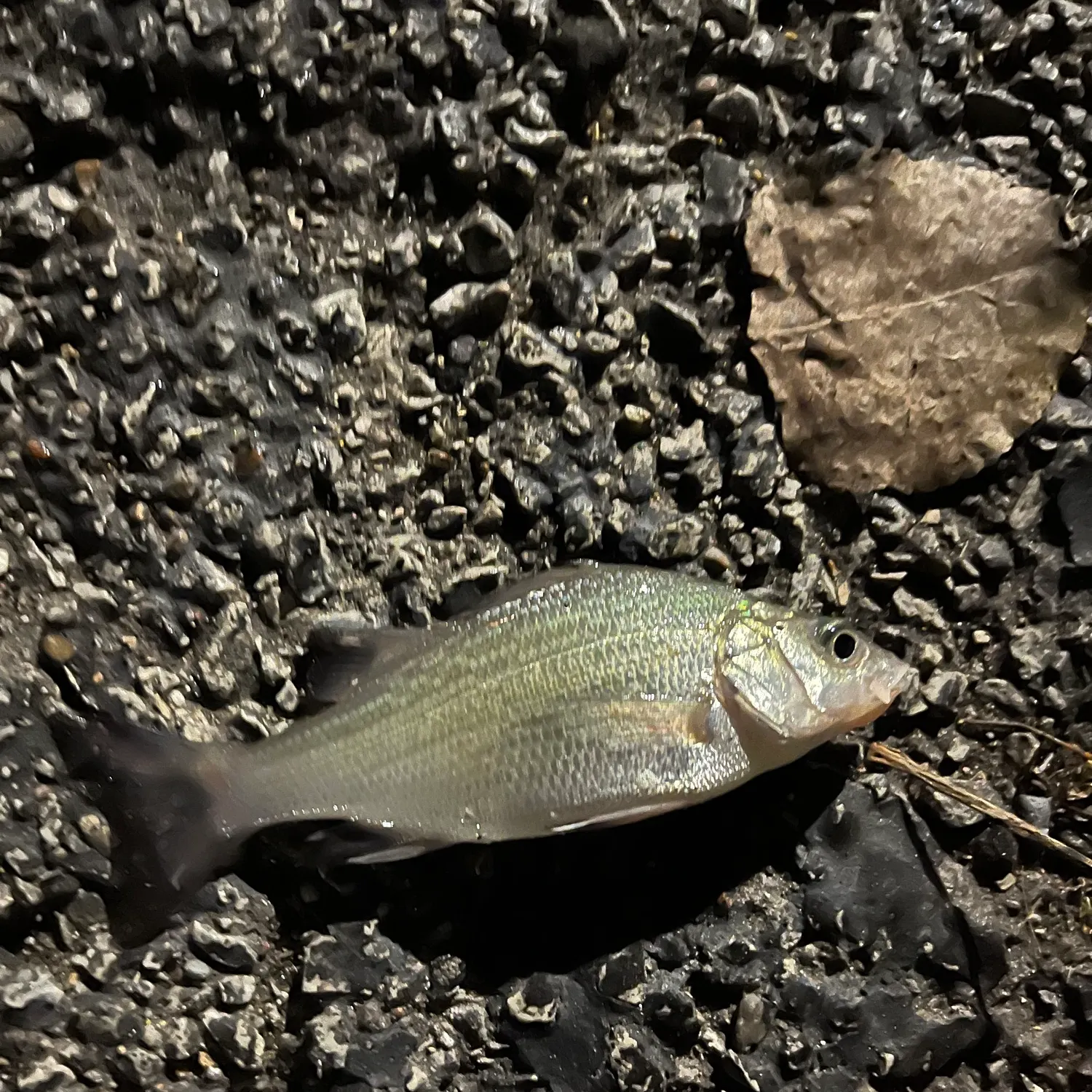 White perch caught on Fishbrain