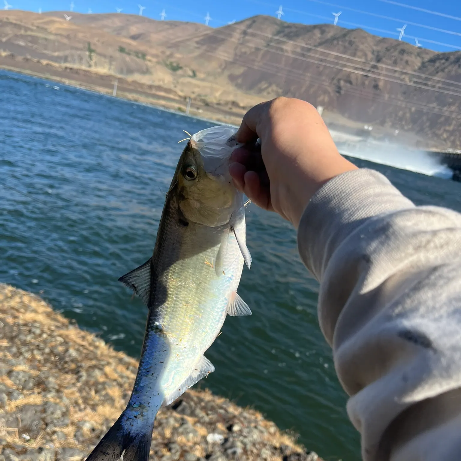 The most recent American shad catches on Fishbrain