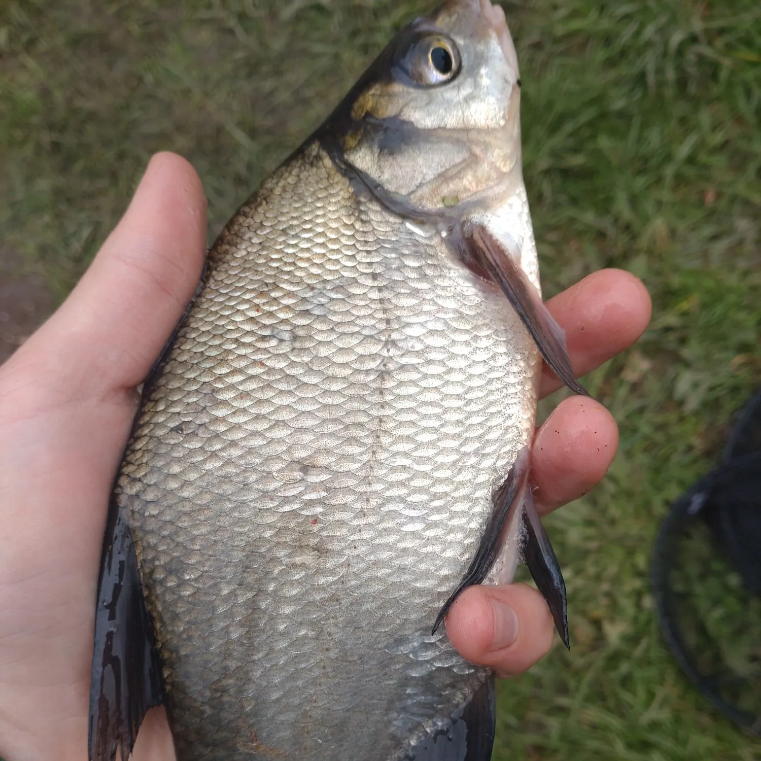 Common bream caught on Fishbrain