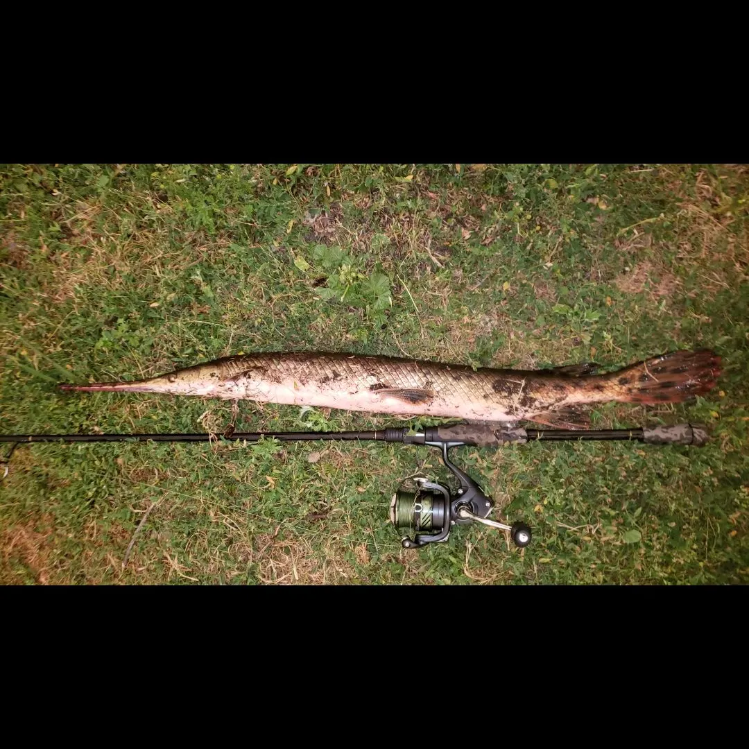 Longnose gar caught on Fishbrain