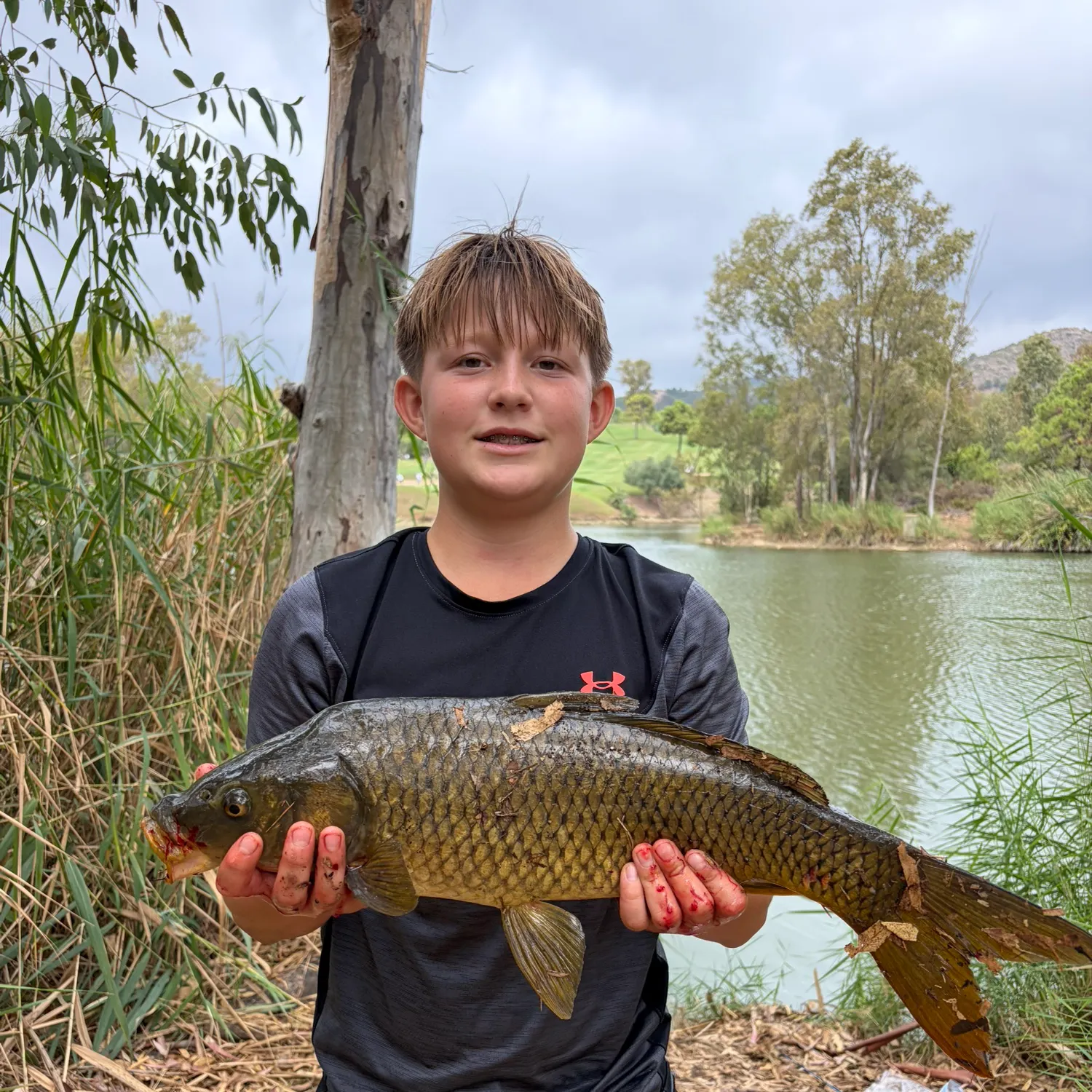 Common carp caught on Fishbrain