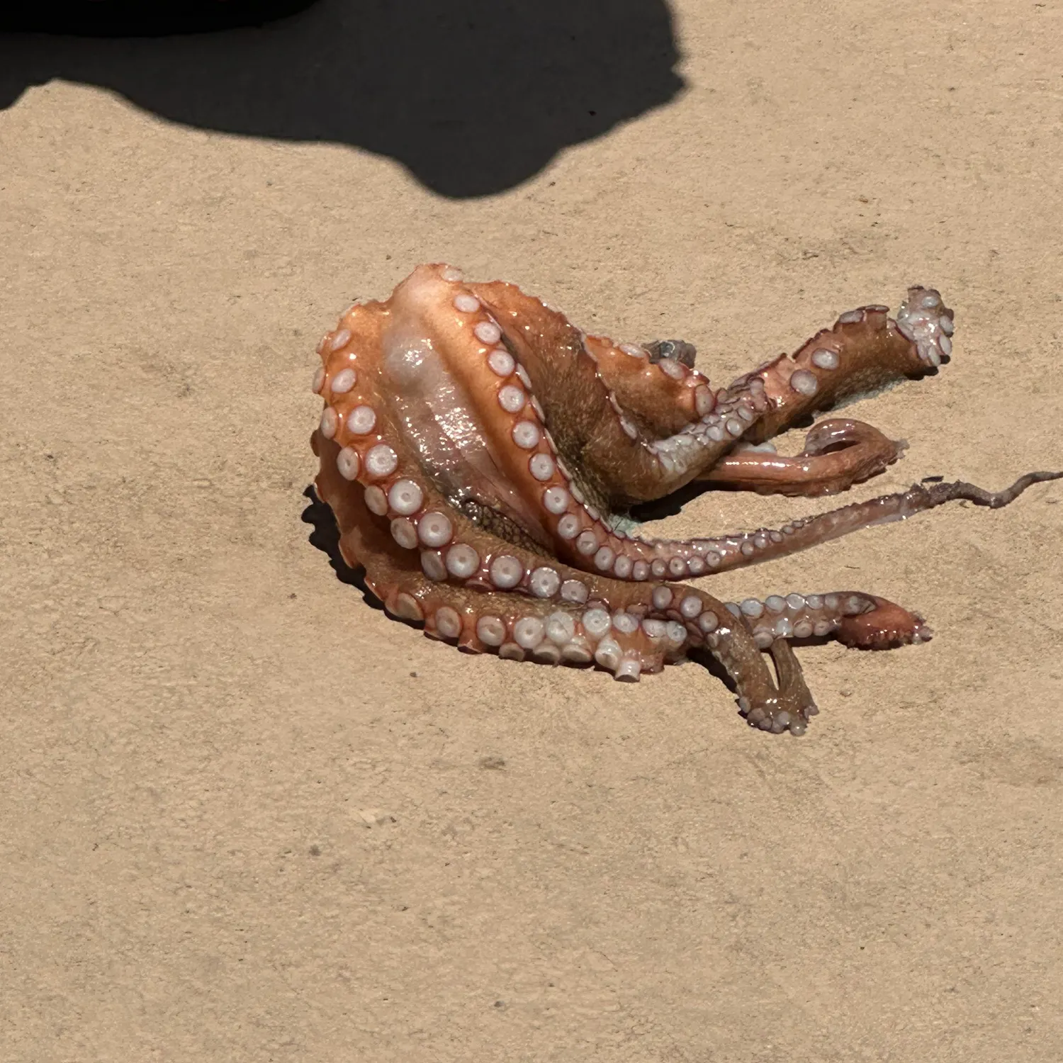 The most recent Common octopus catches on Fishbrain