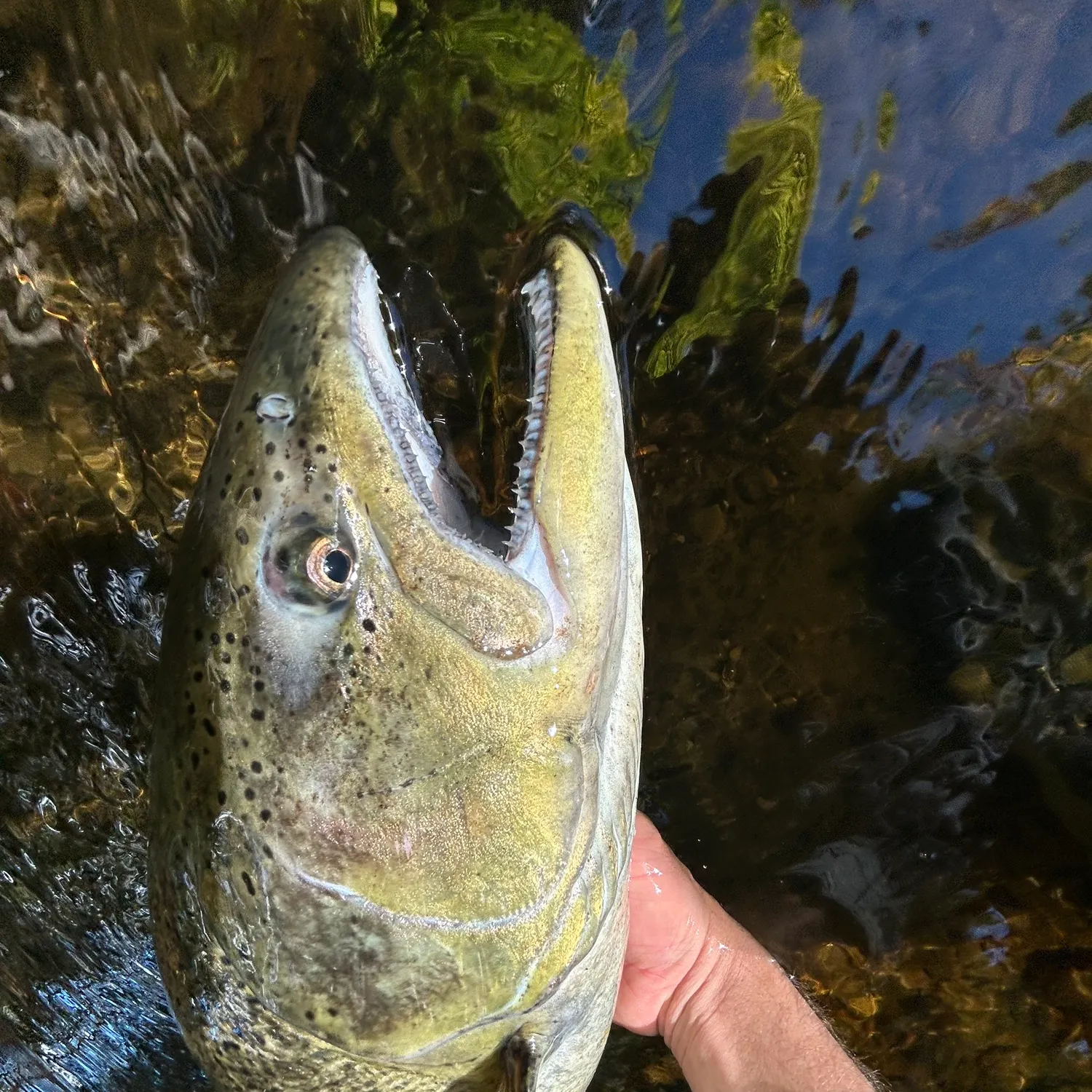 Chinook salmon caught on Fishbrain