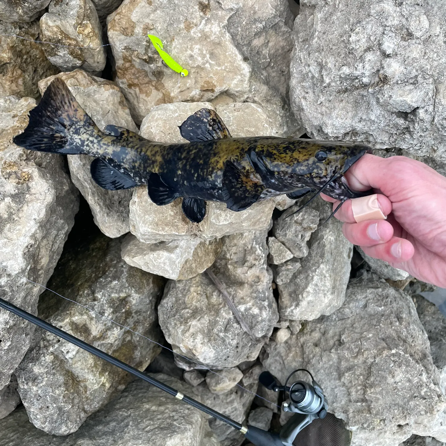 Flathead catfish caught on Fishbrain