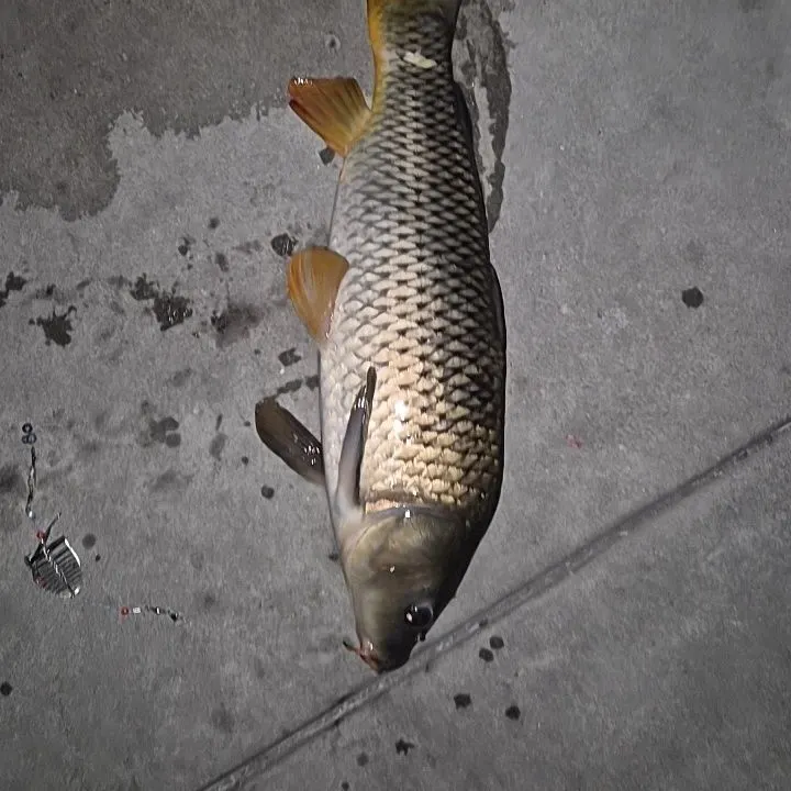 Common carp caught on Fishbrain