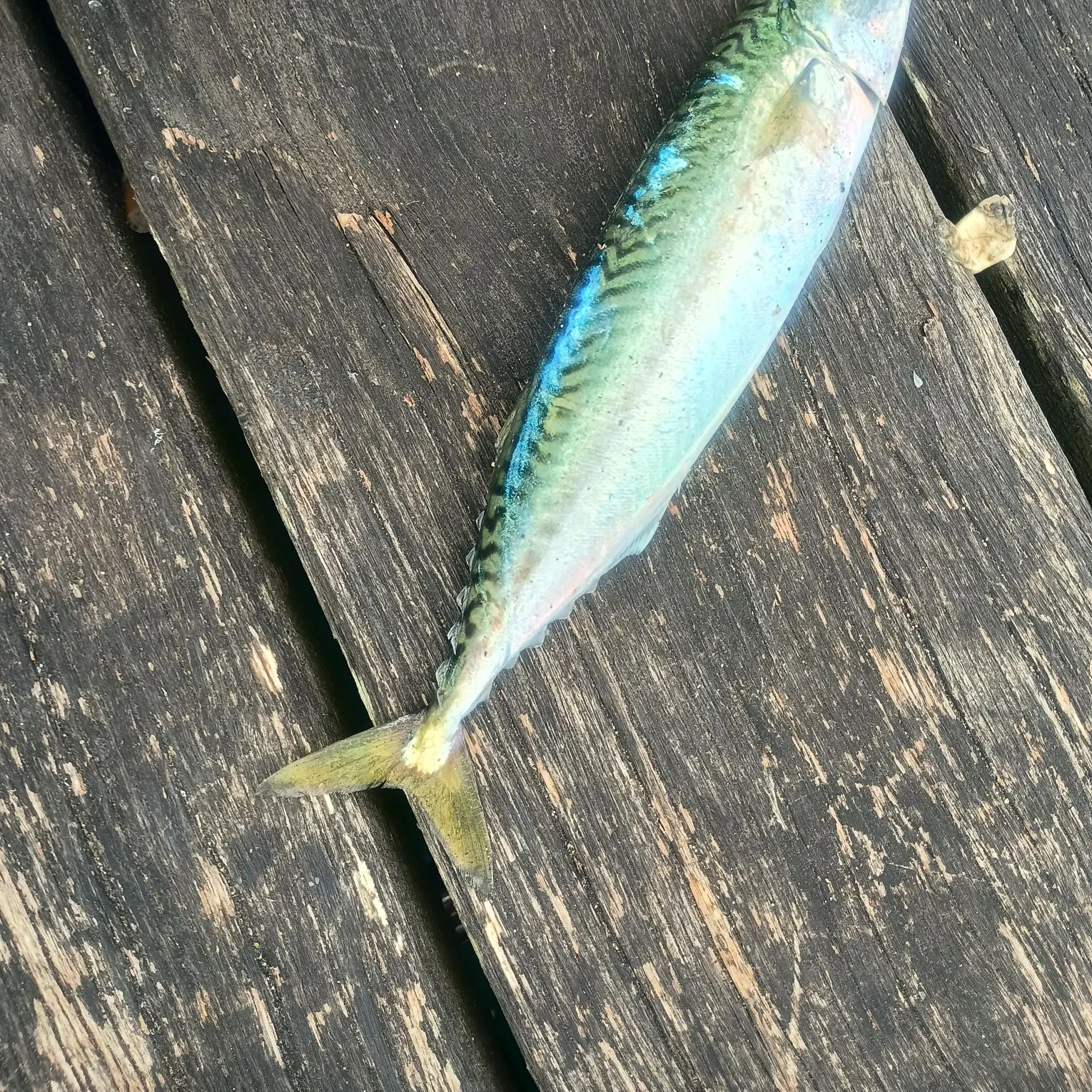 The most recent Narrow-barred Spanish mackerel catches on Fishbrain