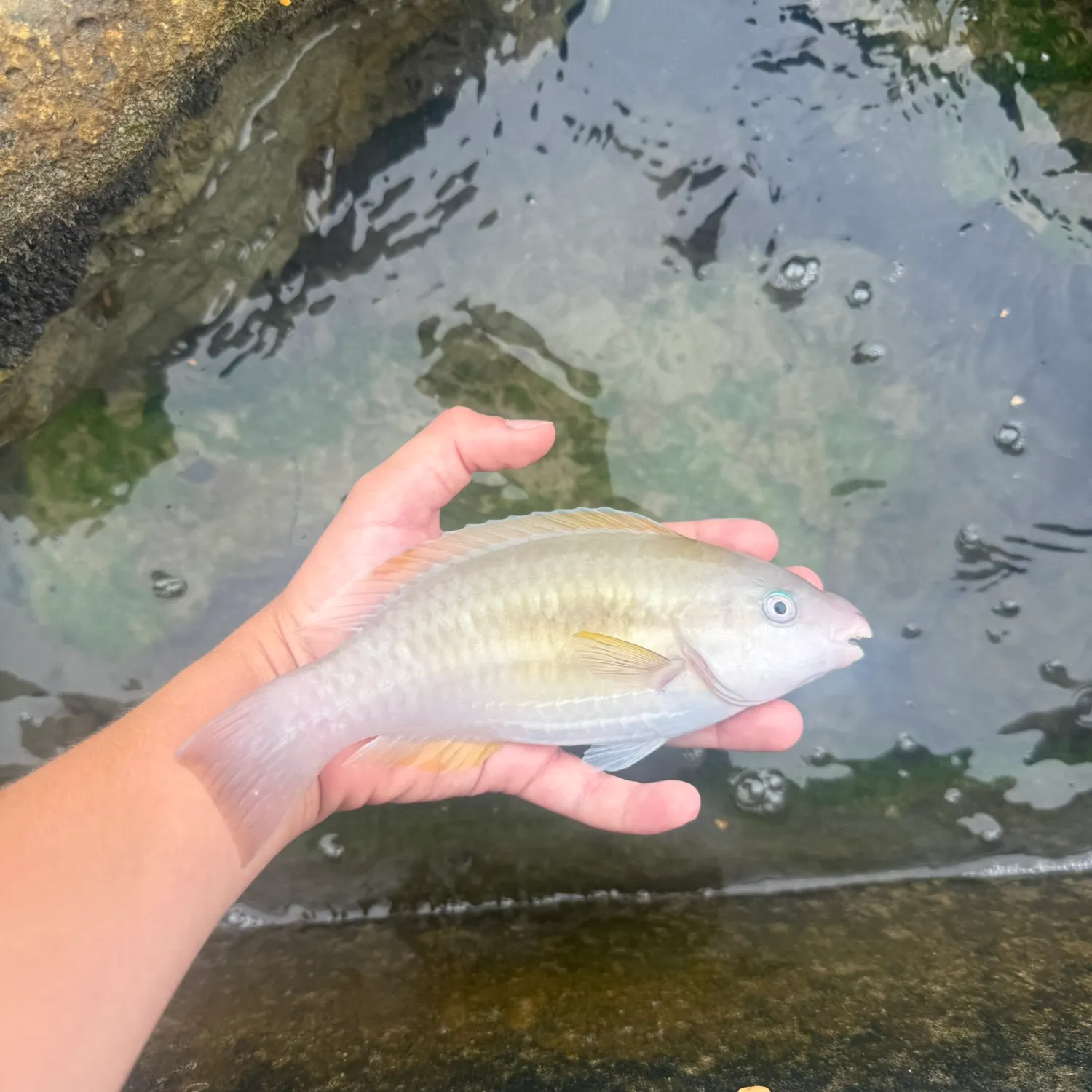 The most recent Princess parrotfish catches on Fishbrain
