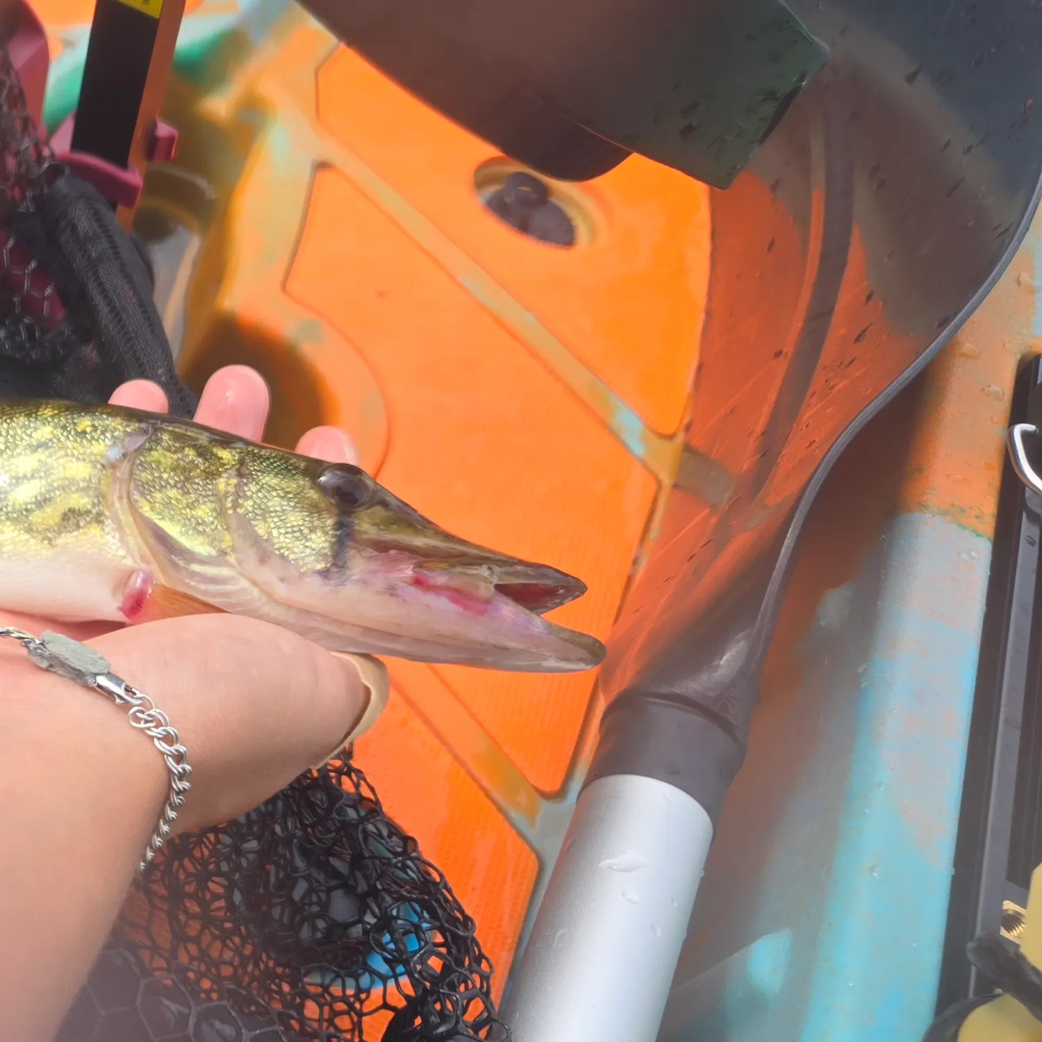 Chain pickerel caught on Fishbrain