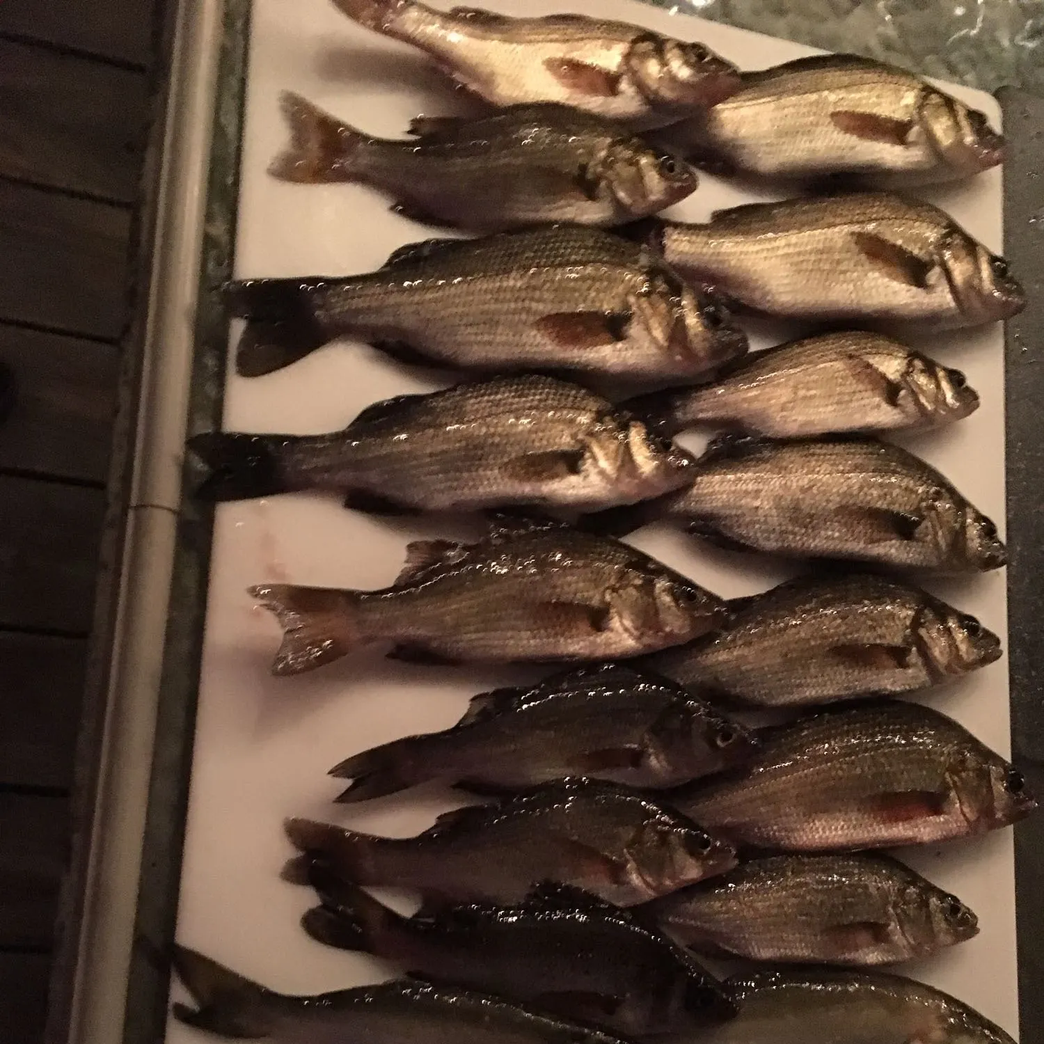 recently logged catches