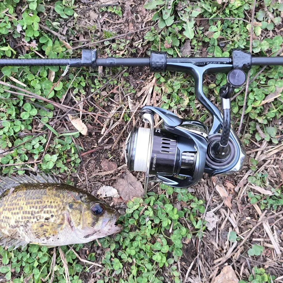 The most recent Shadow bass catches on Fishbrain