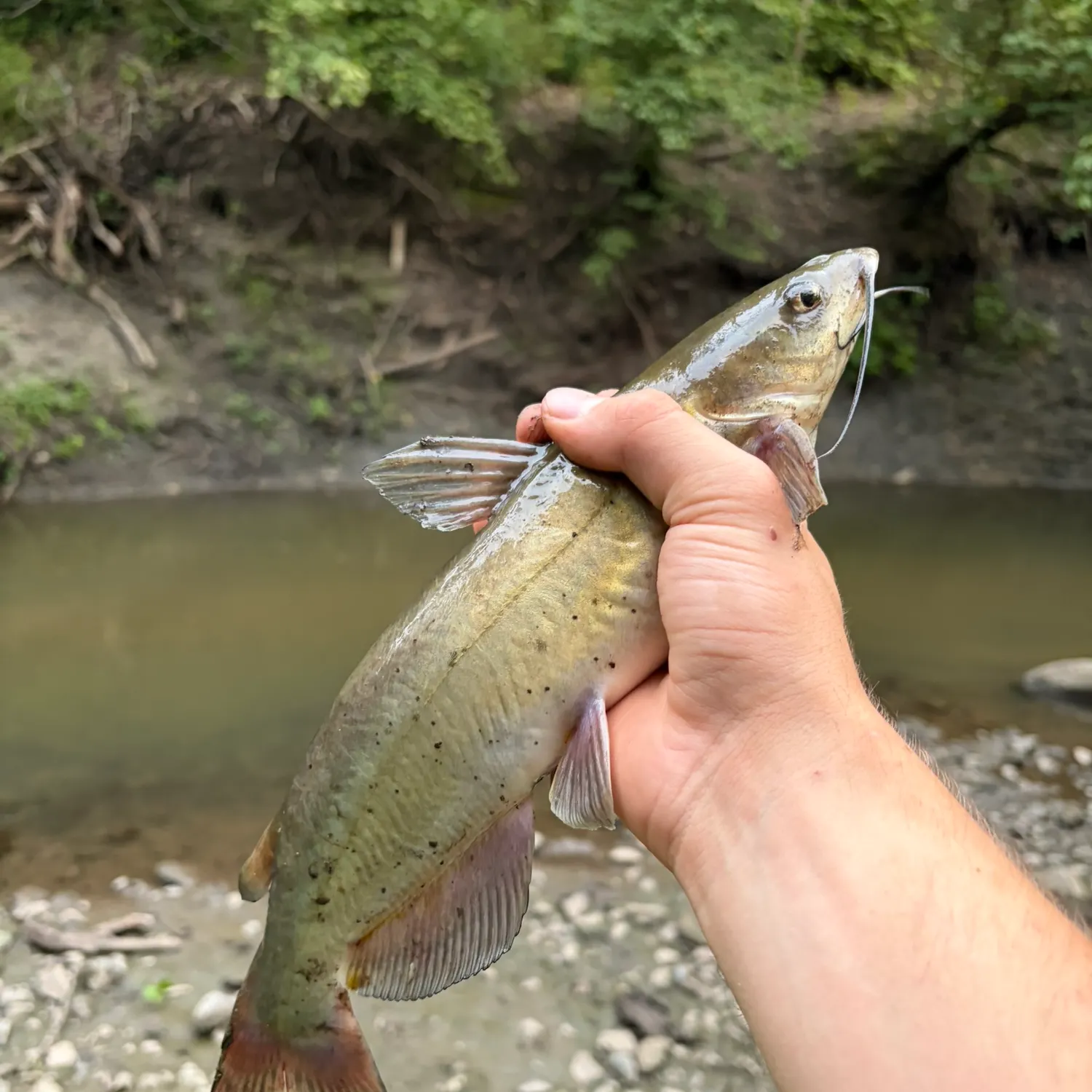 Channel catfish caught on Fishbrain