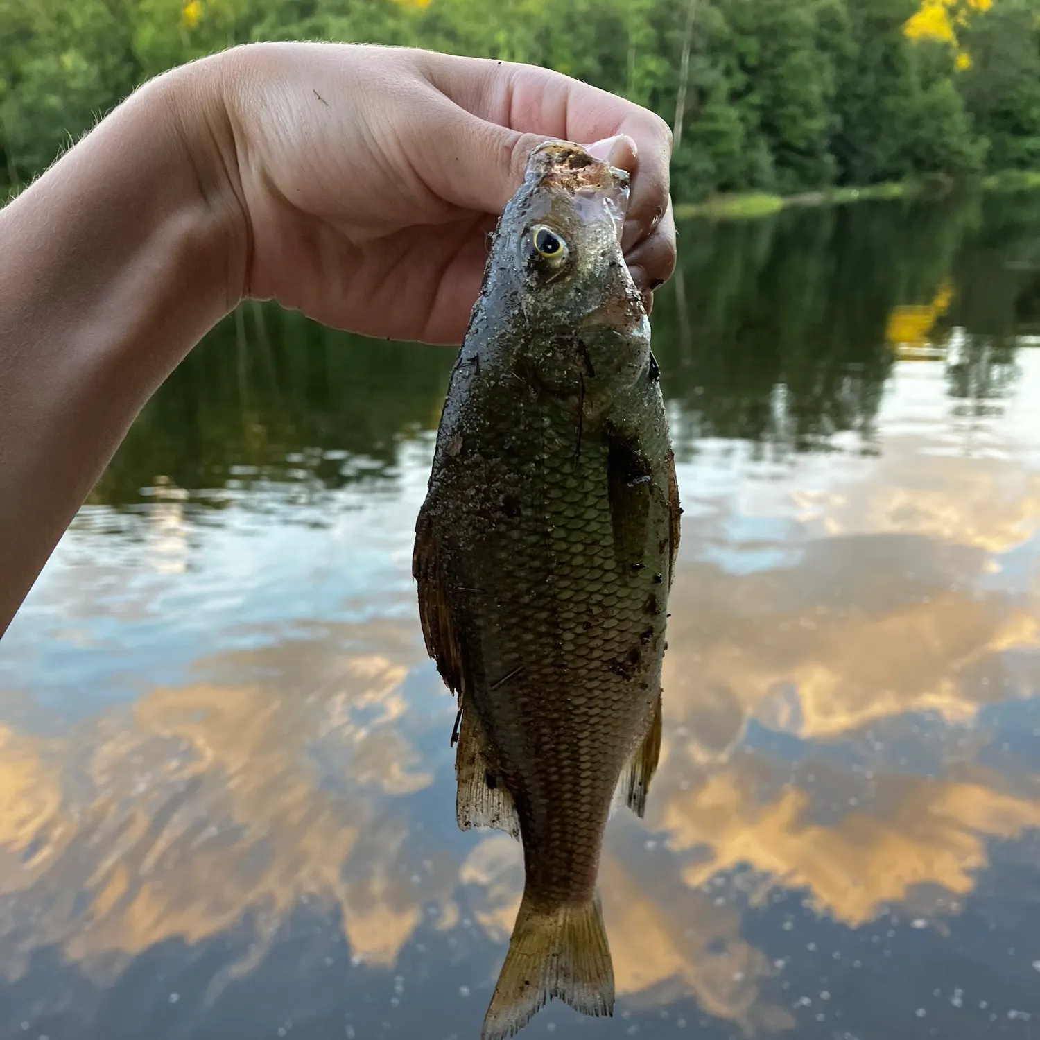 White perch caught on Fishbrain