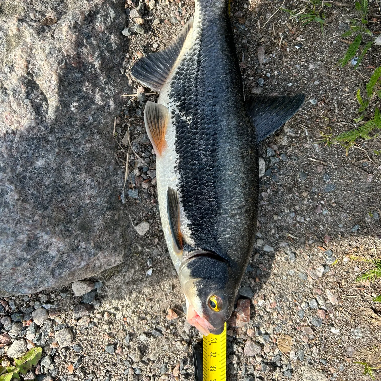 The most recent Vimba bream catches on Fishbrain