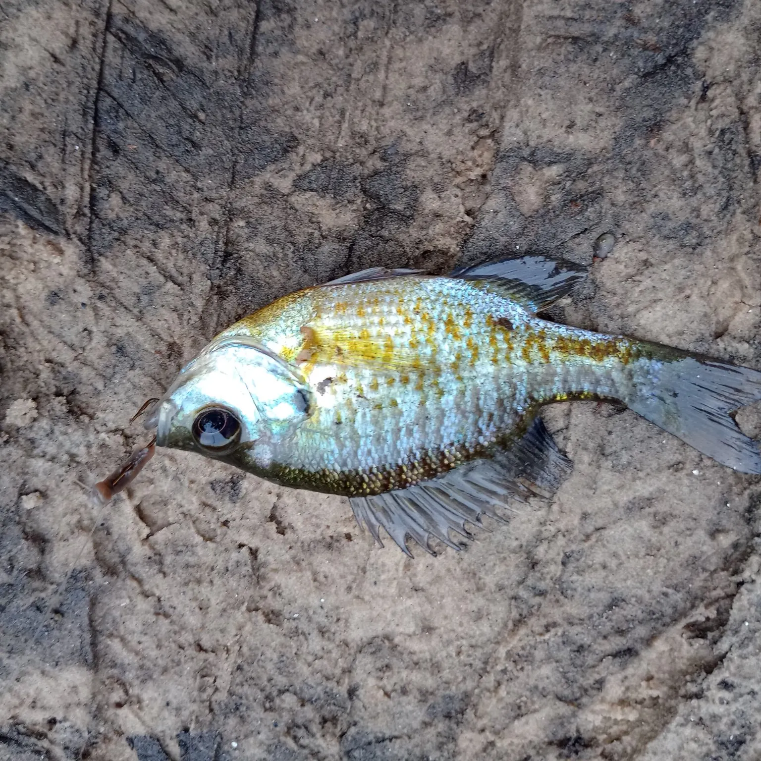Bluegill caught on Fishbrain