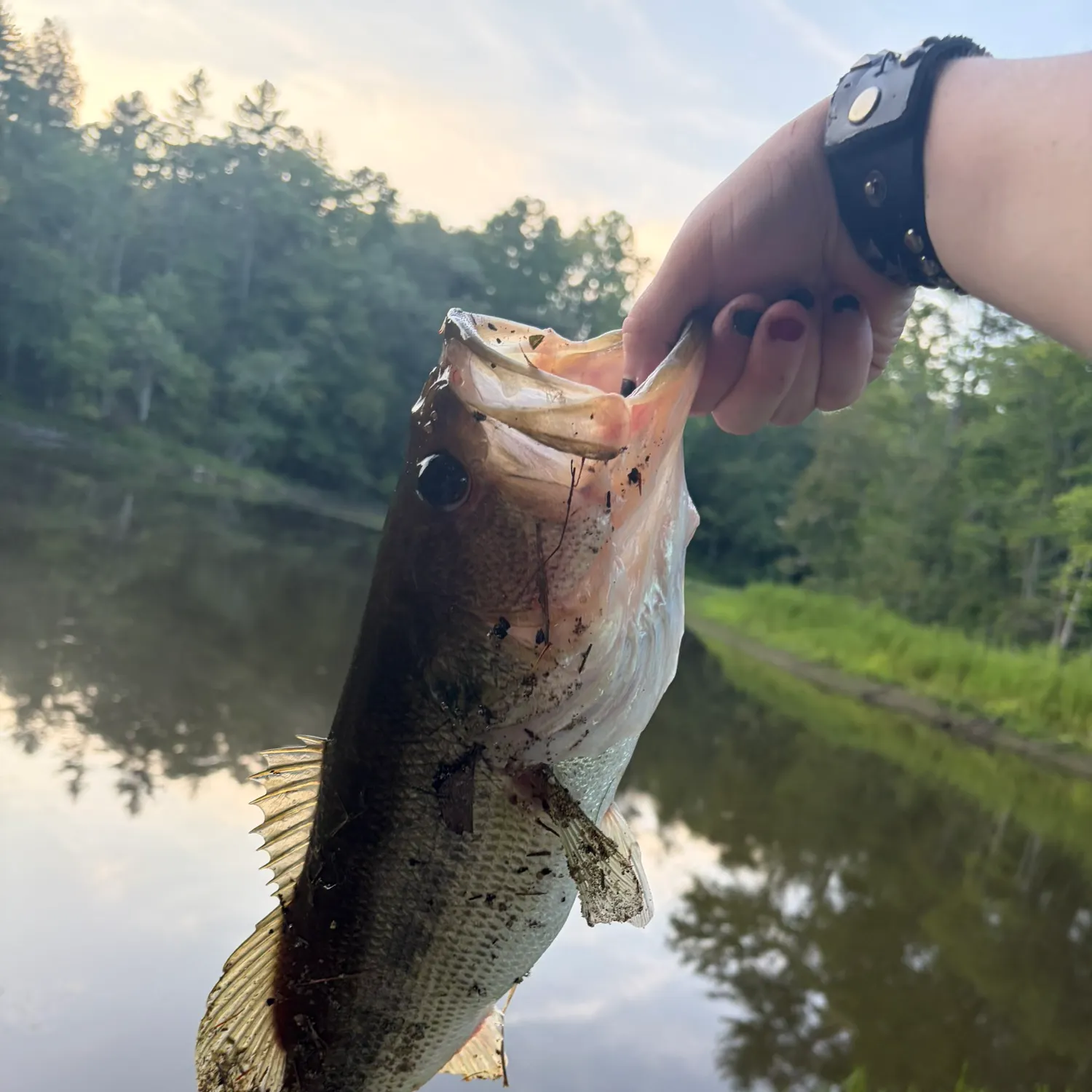 Largemouth bass caught on Fishbrain