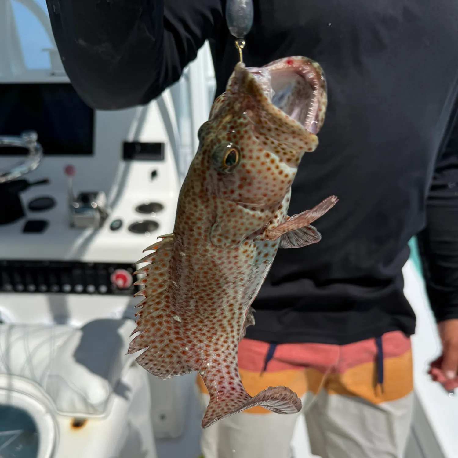 The most recent Graysby grouper catches on Fishbrain