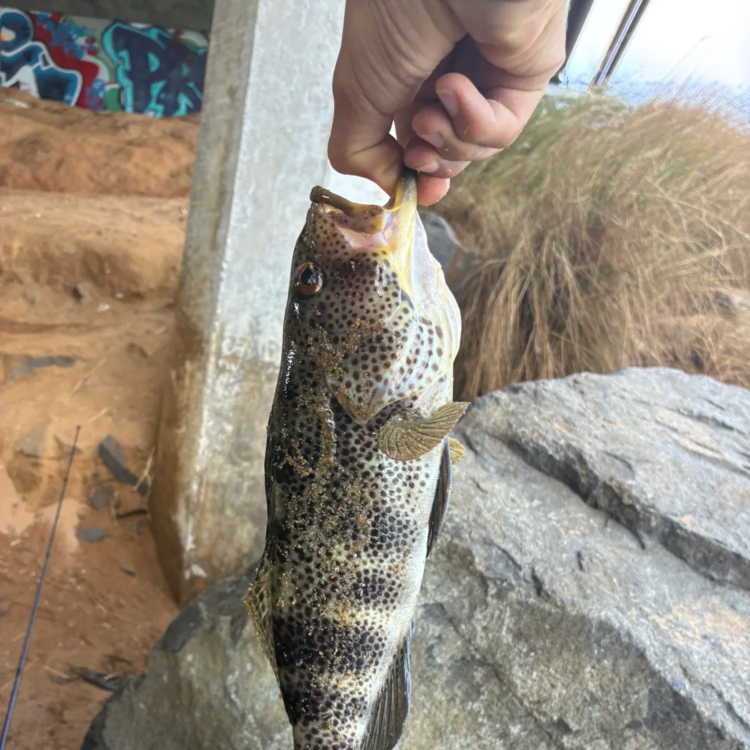 Spotted sand bass caught on Fishbrain