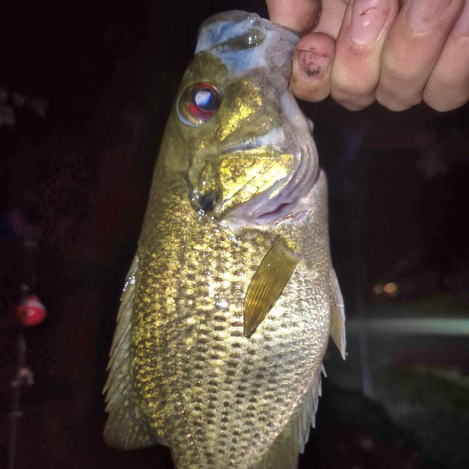 Rock bass caught on Fishbrain