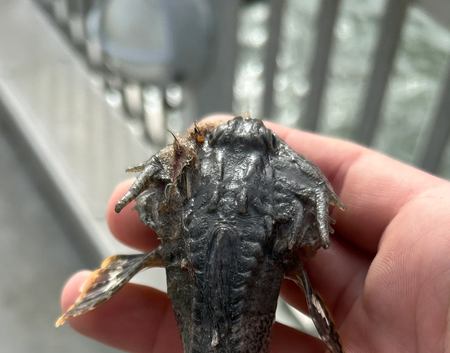 Buffalo sculpin