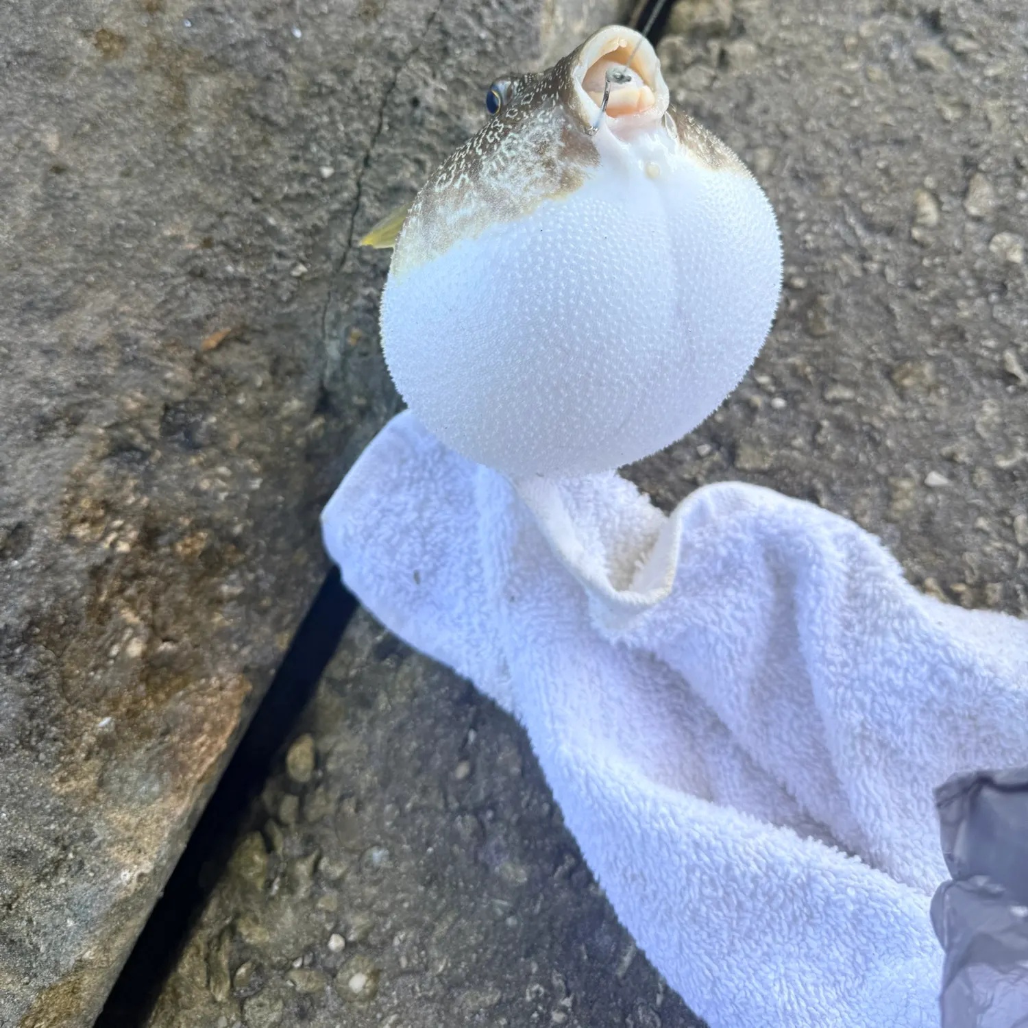 The most recent Southern puffer catches on Fishbrain