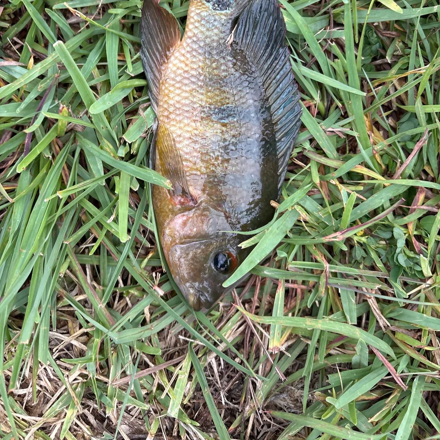 The most recent Spotted sicklefish catches on Fishbrain