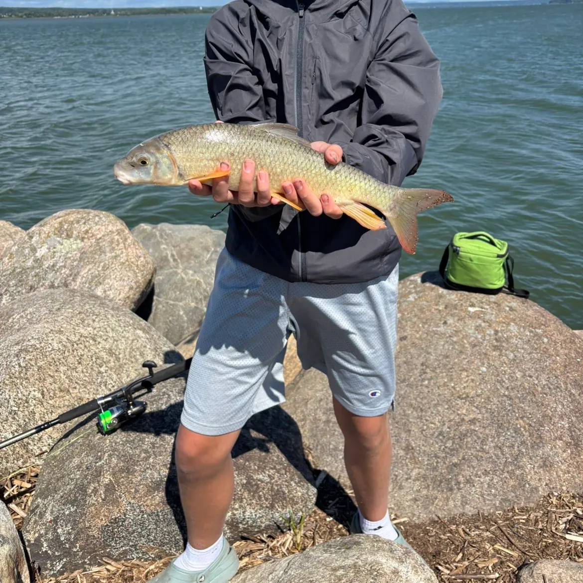 The most recent Silver redhorse catches on Fishbrain