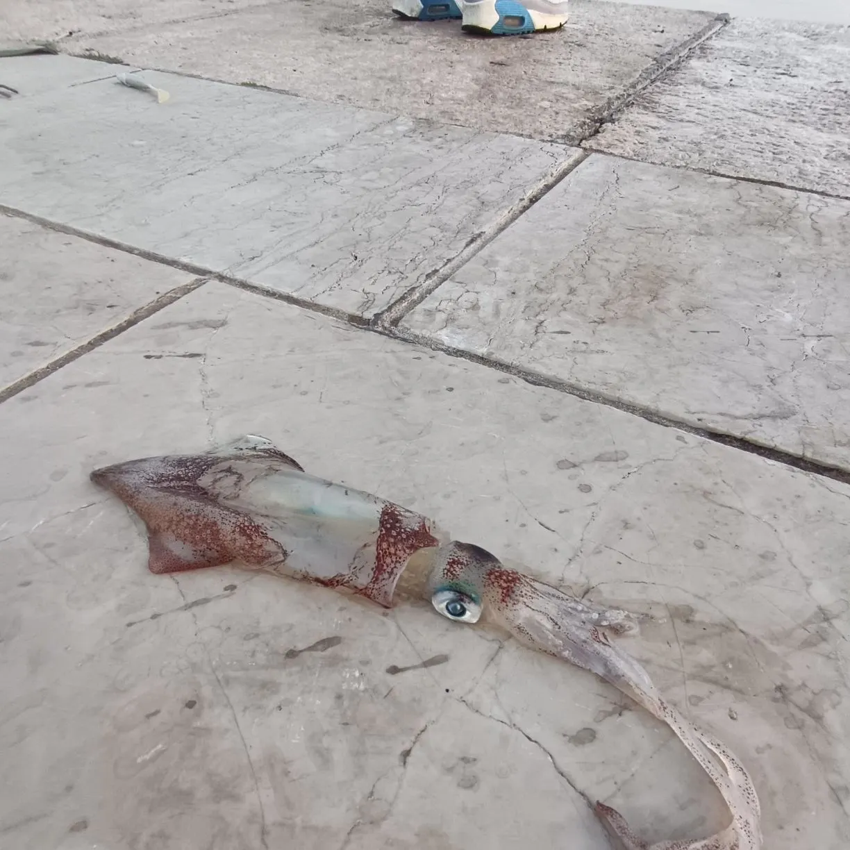 The most recent European flying squid catches on Fishbrain
