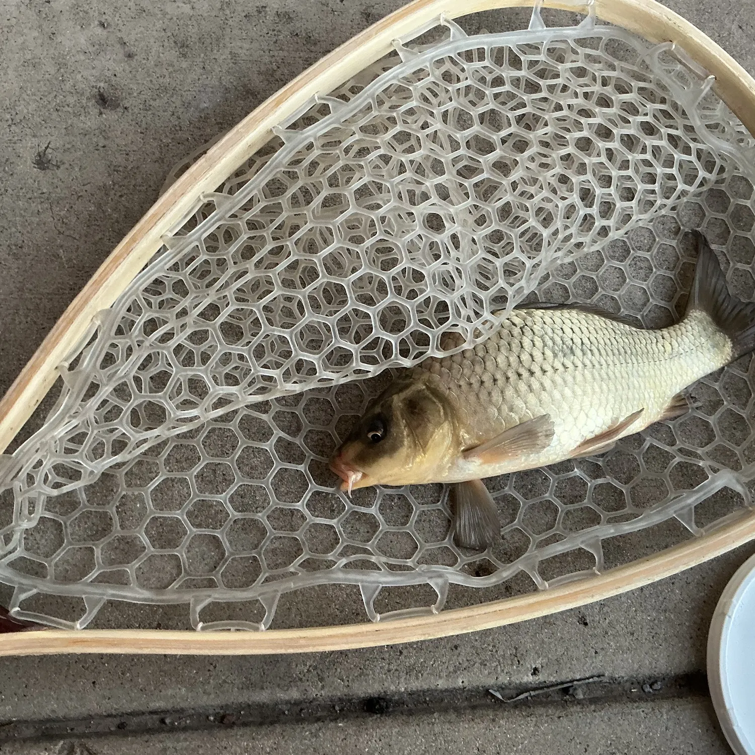 Common carp caught on Fishbrain