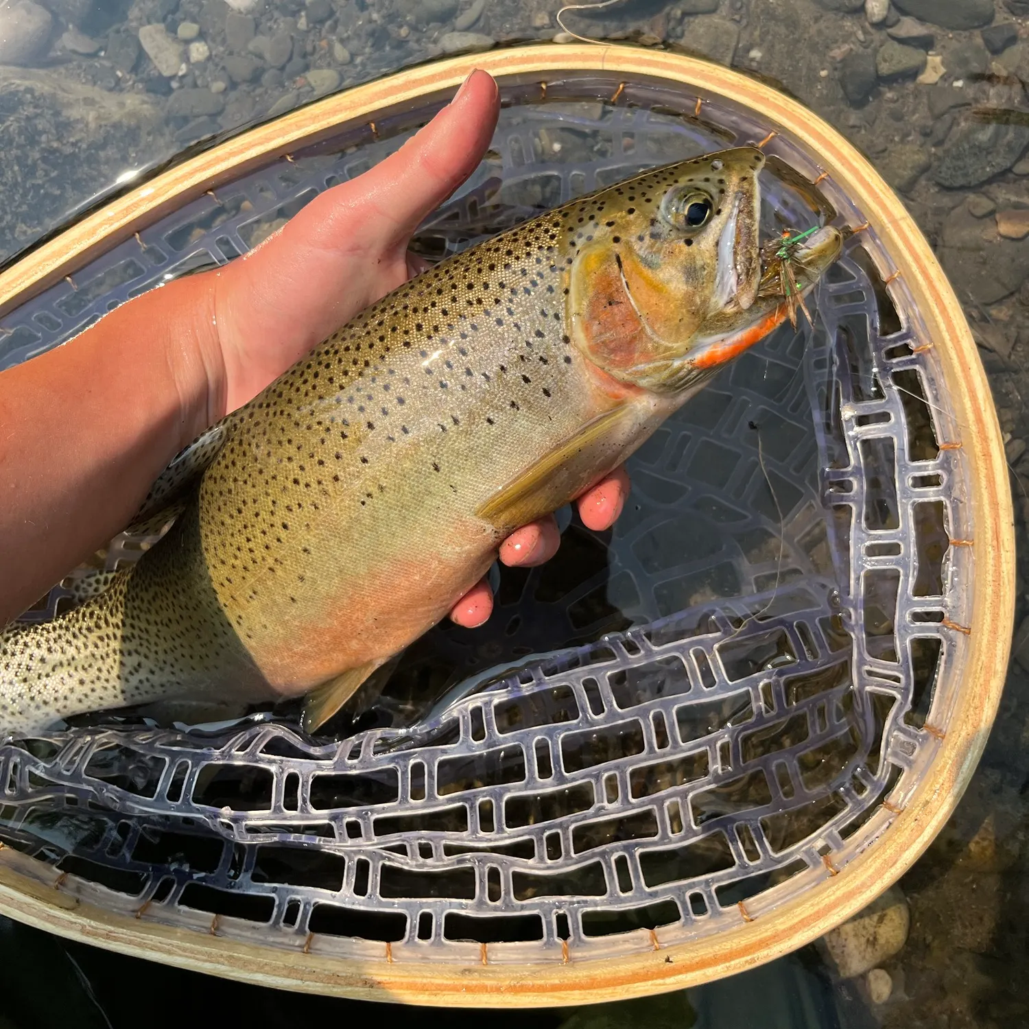 Westslope cutthroat trout caught on Fishbrain
