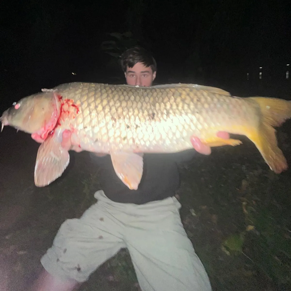 Common carp caught on Fishbrain