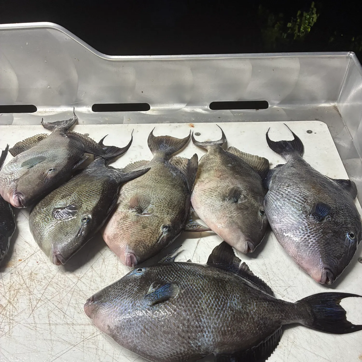 The most recent Grey triggerfish catches on Fishbrain