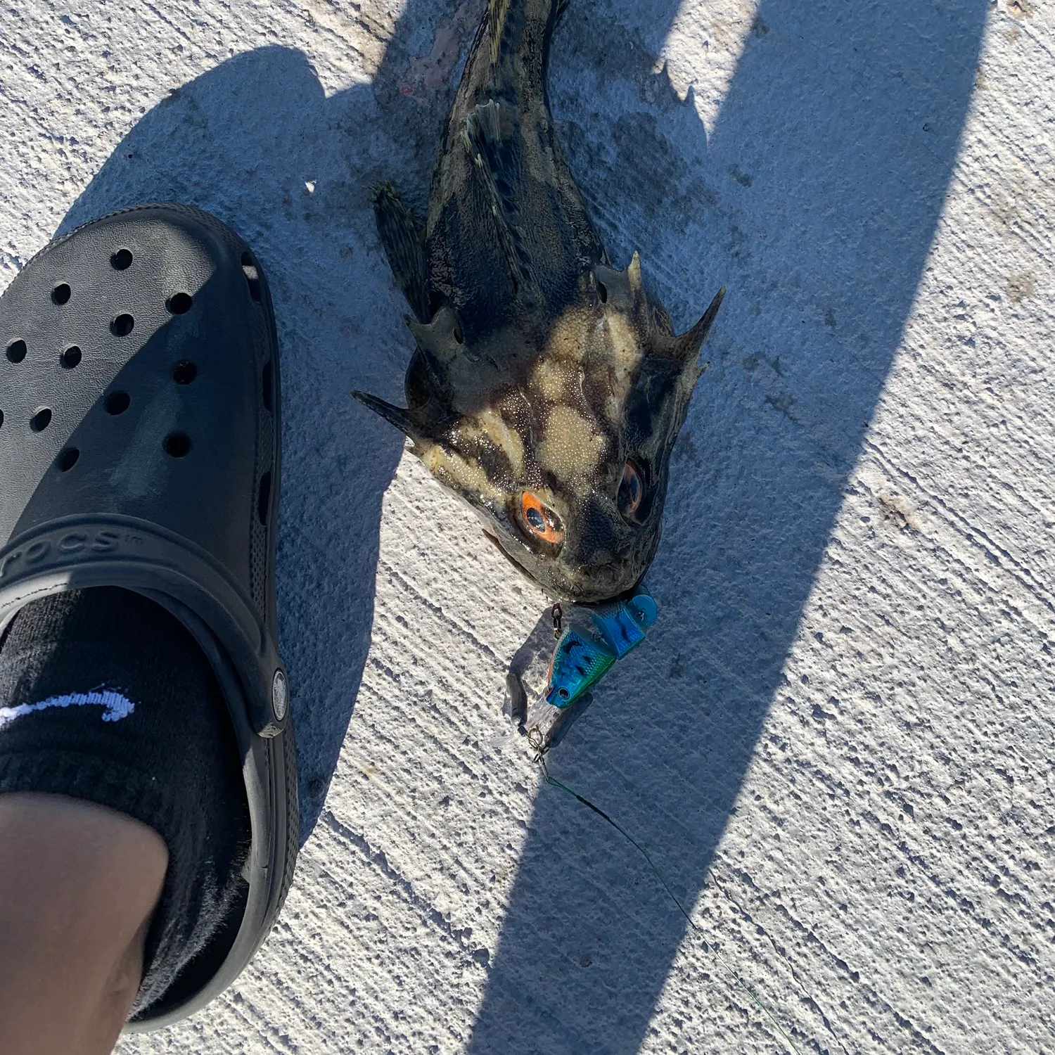 Shorthorn sculpin caught on Fishbrain