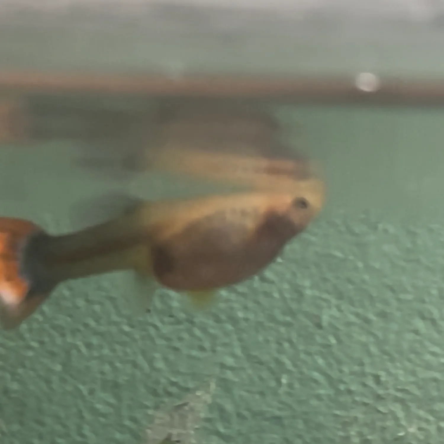 The most recent Guppy catches on Fishbrain