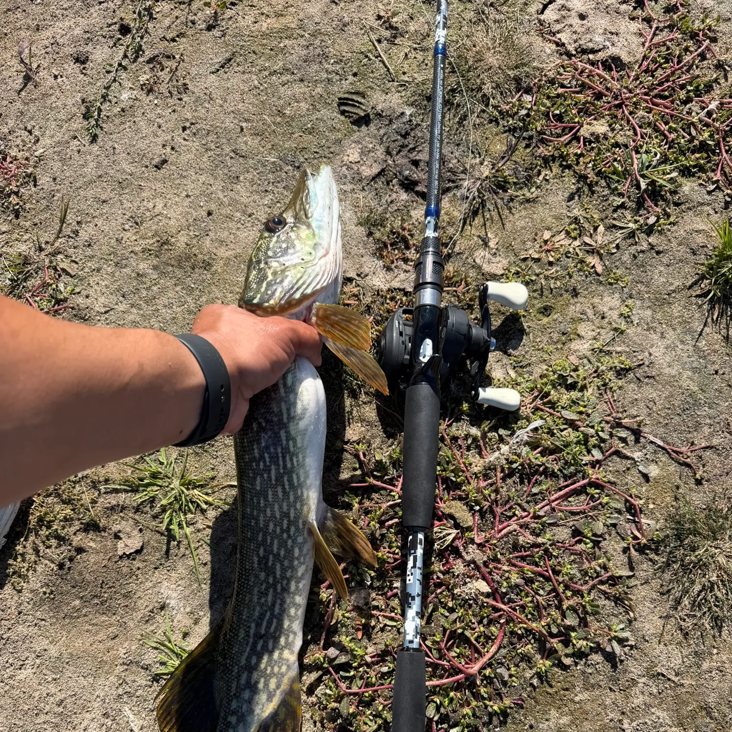 Northern pike caught on Fishbrain
